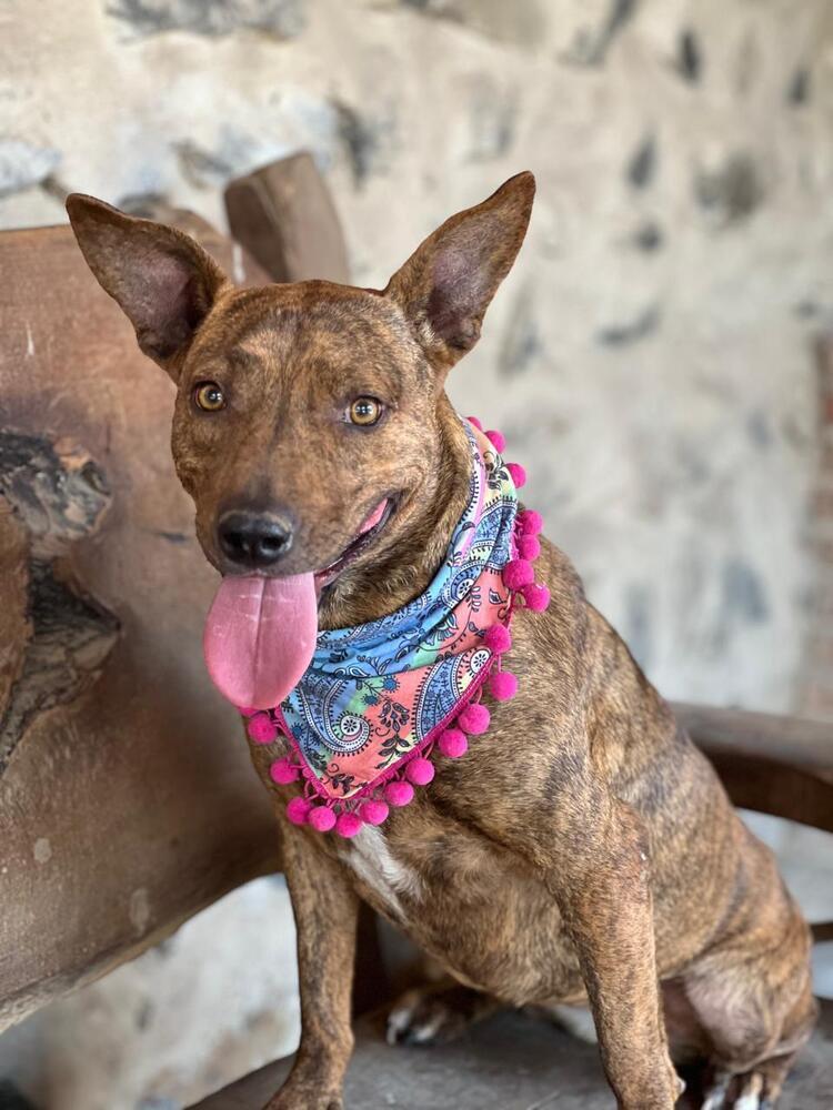 Enlarge Lorenza, a Adoptable mixed breed in Gig Harbor, WA image 2/3