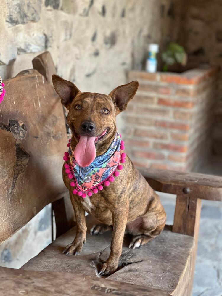 Enlarge Lorenza, a Adoptable mixed breed in Gig Harbor, WA image 3/3