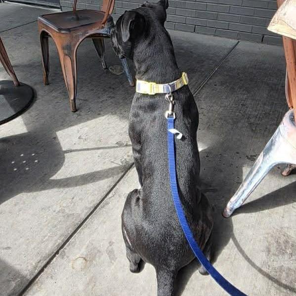 Tango, Adoptable, Adult Male Mixed Breed.