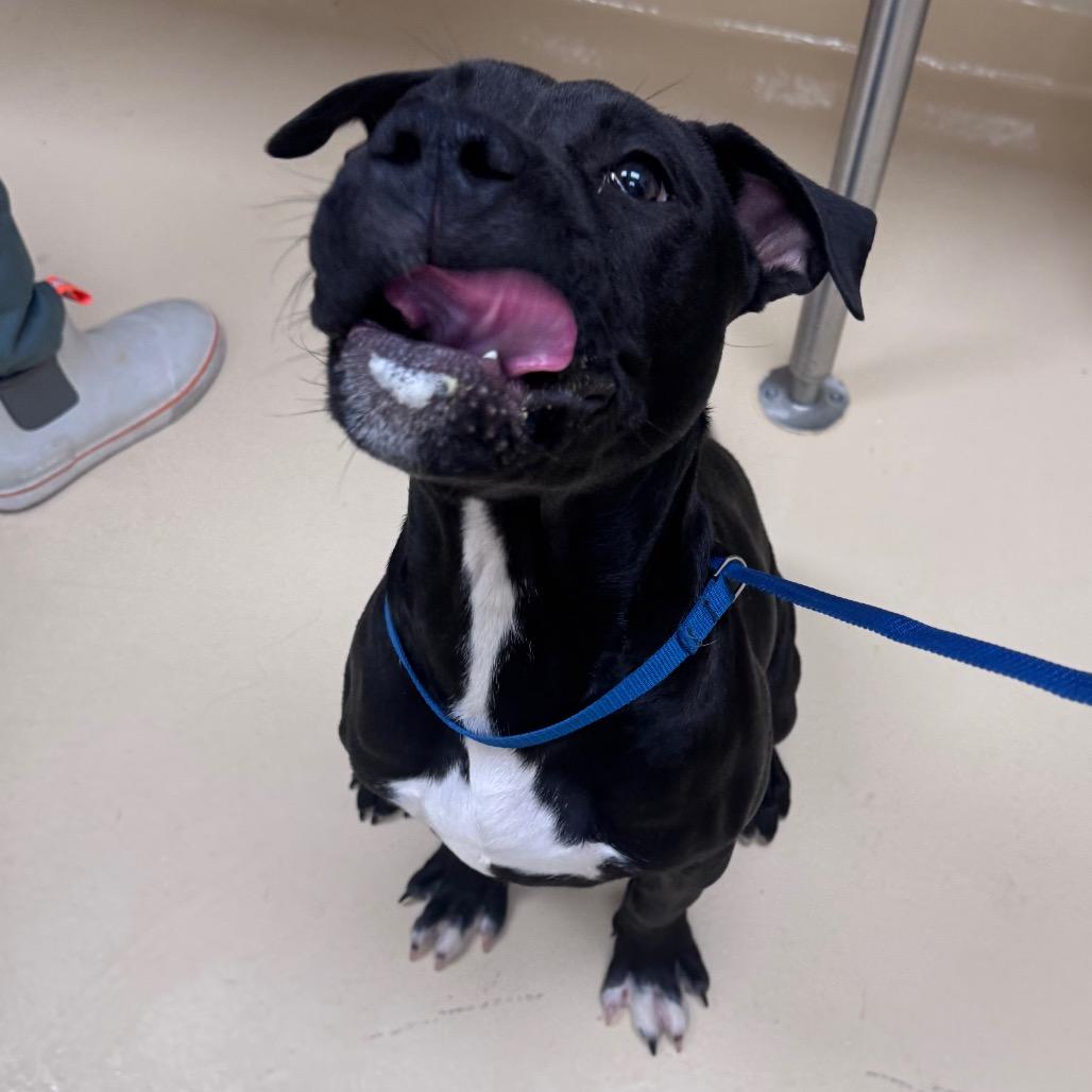 Enlarge Tango, a Adoptable Mixed Breed in Winston-Salem, NC image 2/6