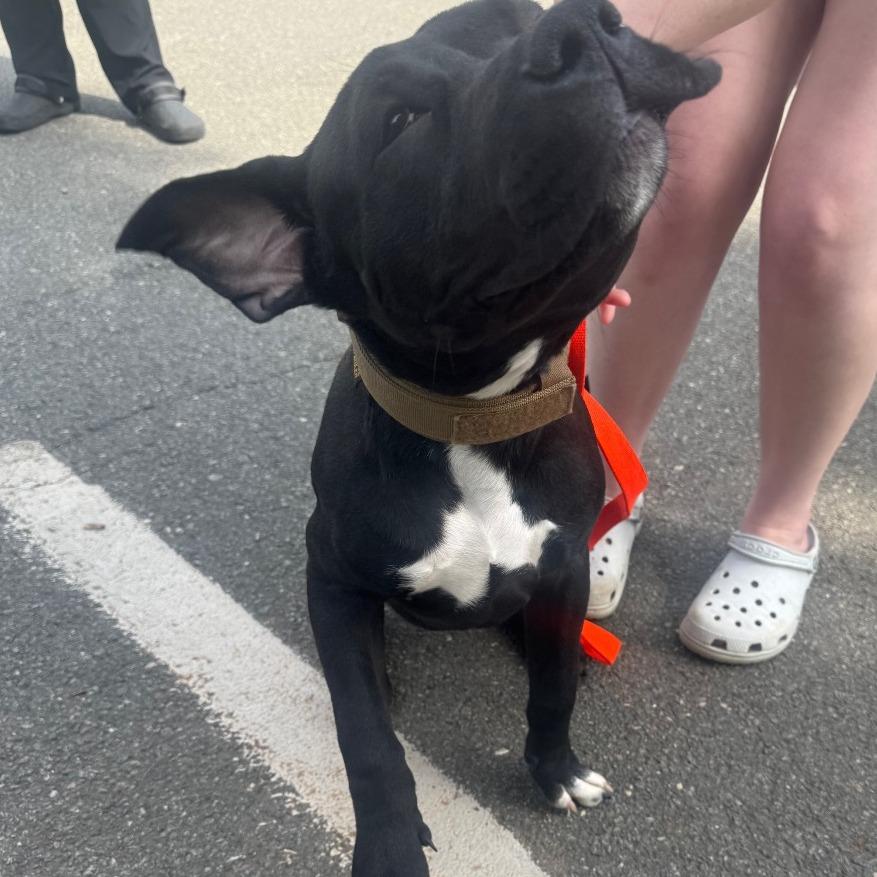 Enlarge Tango, a Adoptable Mixed Breed in Winston-Salem, NC image 3/6