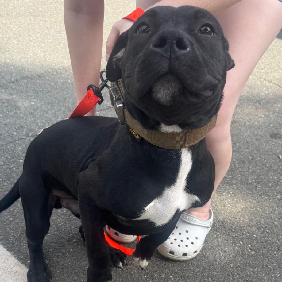 Enlarge Tango, a Adoptable Mixed Breed in Winston-Salem, NC image 5/6