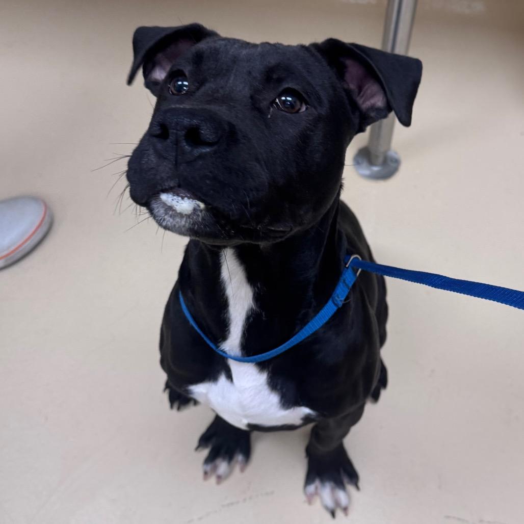 Enlarge Tango, a Adoptable Mixed Breed in Winston-Salem, NC image 6/6