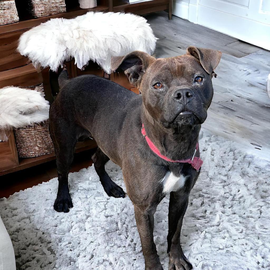 Enlarge Doctor Pete, a Adoptable mixed breed in Waggaman, LA image 1/2