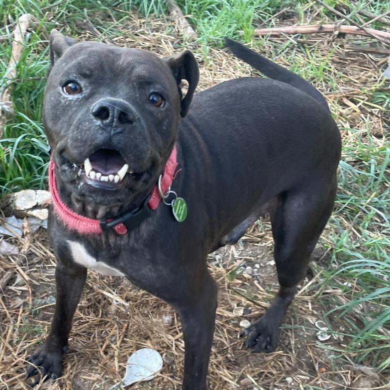 Enlarge Doctor Pete, a Adoptable mixed breed in Waggaman, LA image 2/2