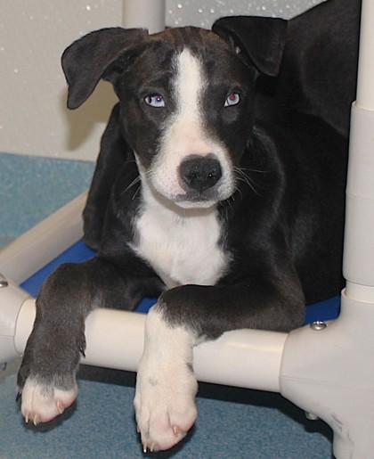 Chowder, Adoptable, Young Male Catahoula Leopard Dog & Mixed Breed.