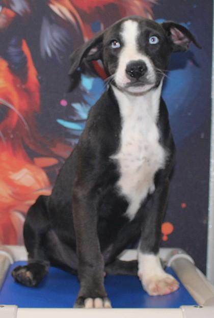 Enlarge Chowder, a Adoptable mixed breed in Taylorsville, NC image 2/3