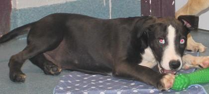 Enlarge Chowder, a Adoptable mixed breed in Taylorsville, NC image 3/3