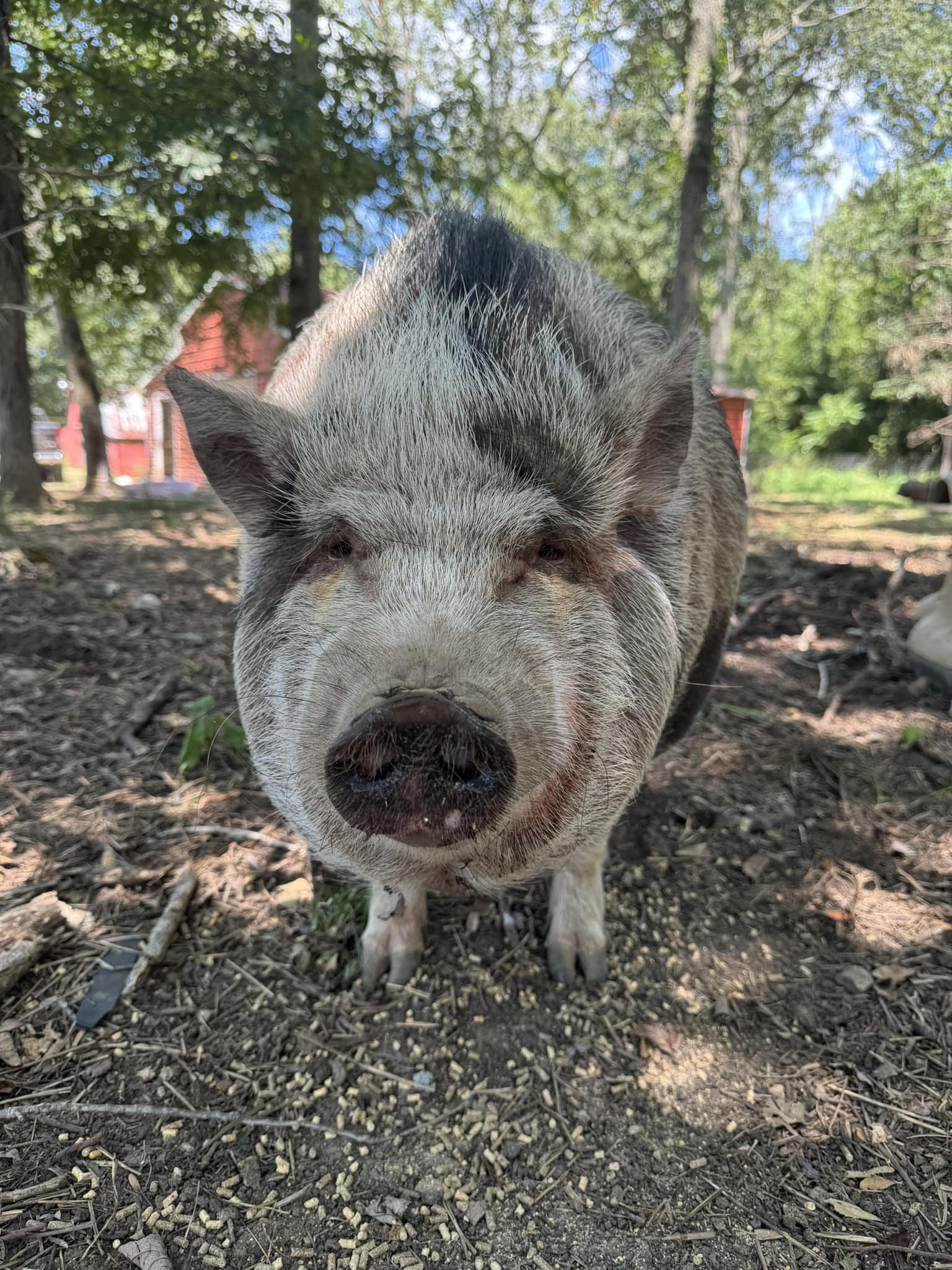 Rose, Adoptable, Adult Female Pot Bellied.