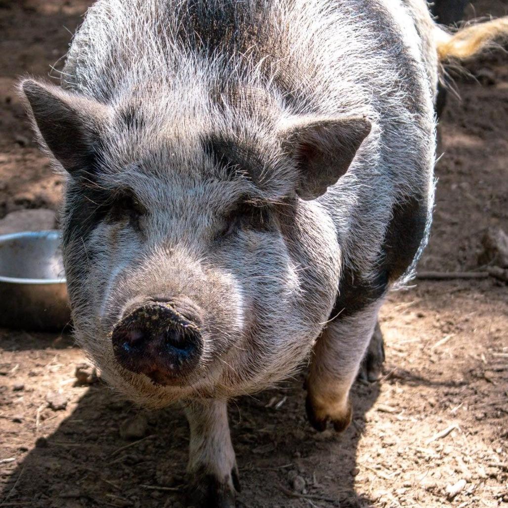 Enlarge Rose, a Adoptable Pot Bellied in Mount Juliet, TN image 2/2