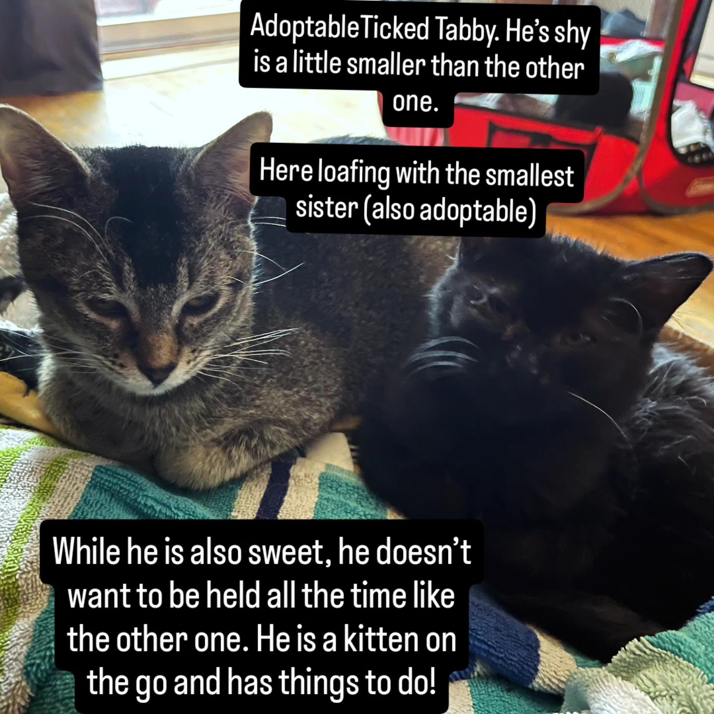 Ticked Tabby Male, a Adoptable Tabby in Clarion, IA image 2/2