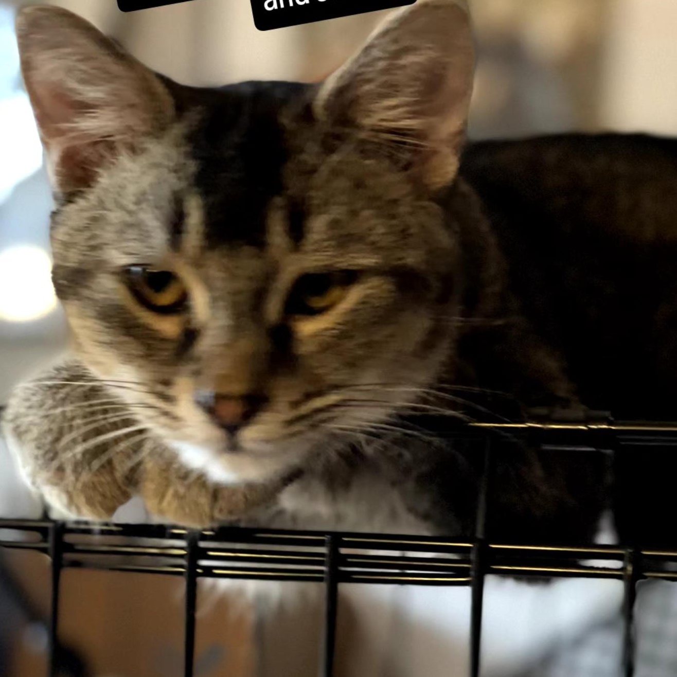 Ticked Tabby Male, Adoptable, Young Female Tabby.