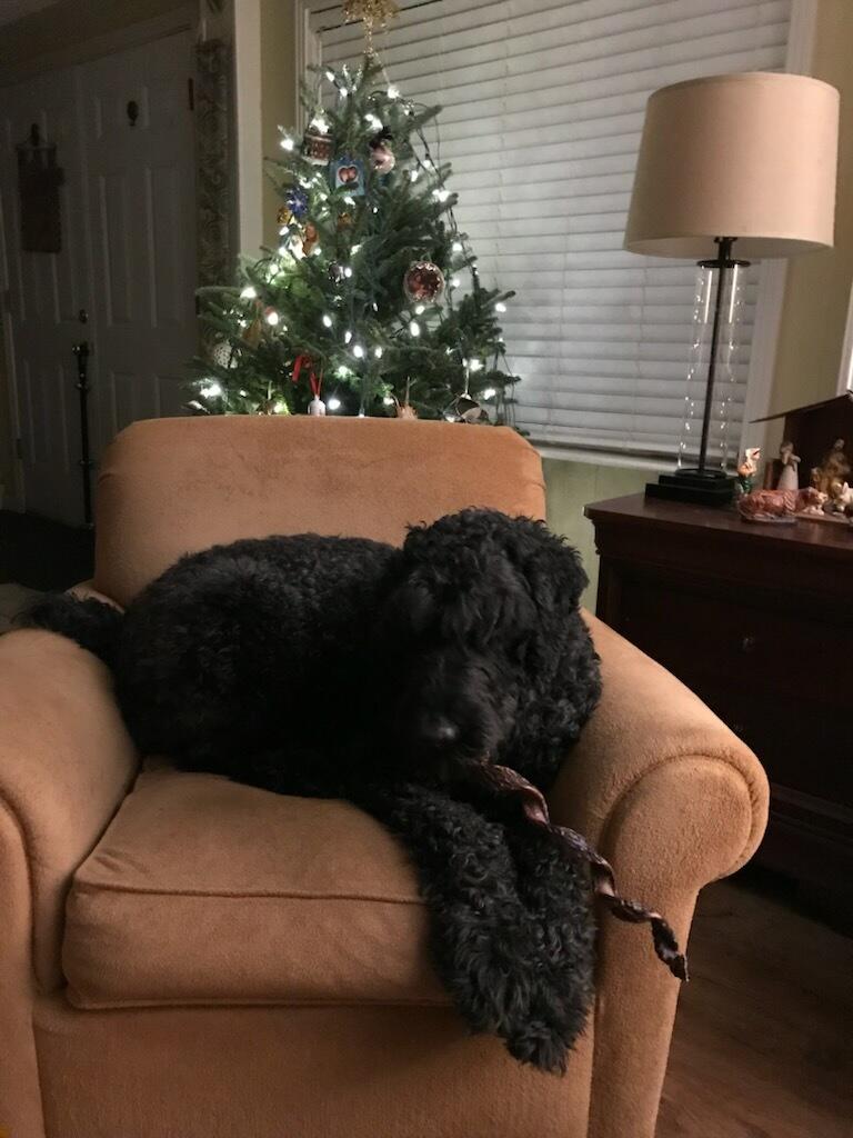 Enlarge BOONE, a Adoptable mixed breed in Byhalia, MS image 4/4