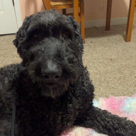 Enlarge BOONE, a Adoptable mixed breed in Byhalia, MS image 3/4