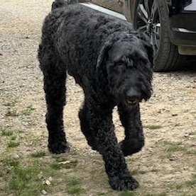 BOONE, Adoptable, Adult Male Standard Schnauzer & Standard Poodle.