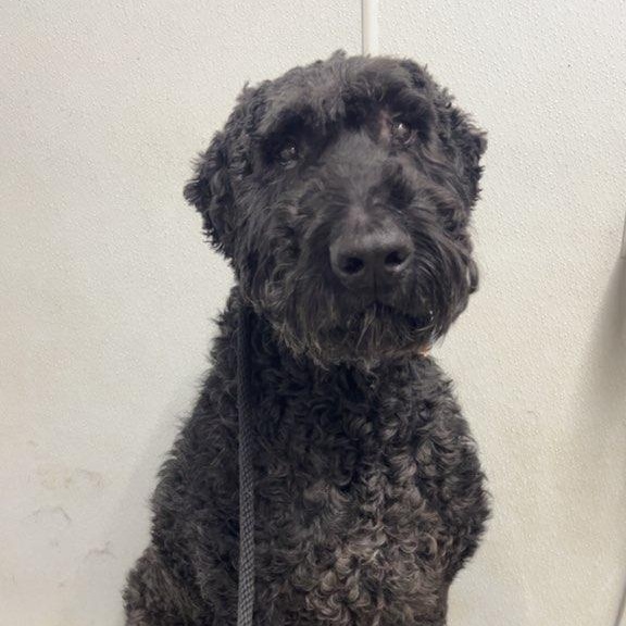 Enlarge BOONE, a Adoptable mixed breed in Byhalia, MS image 2/4