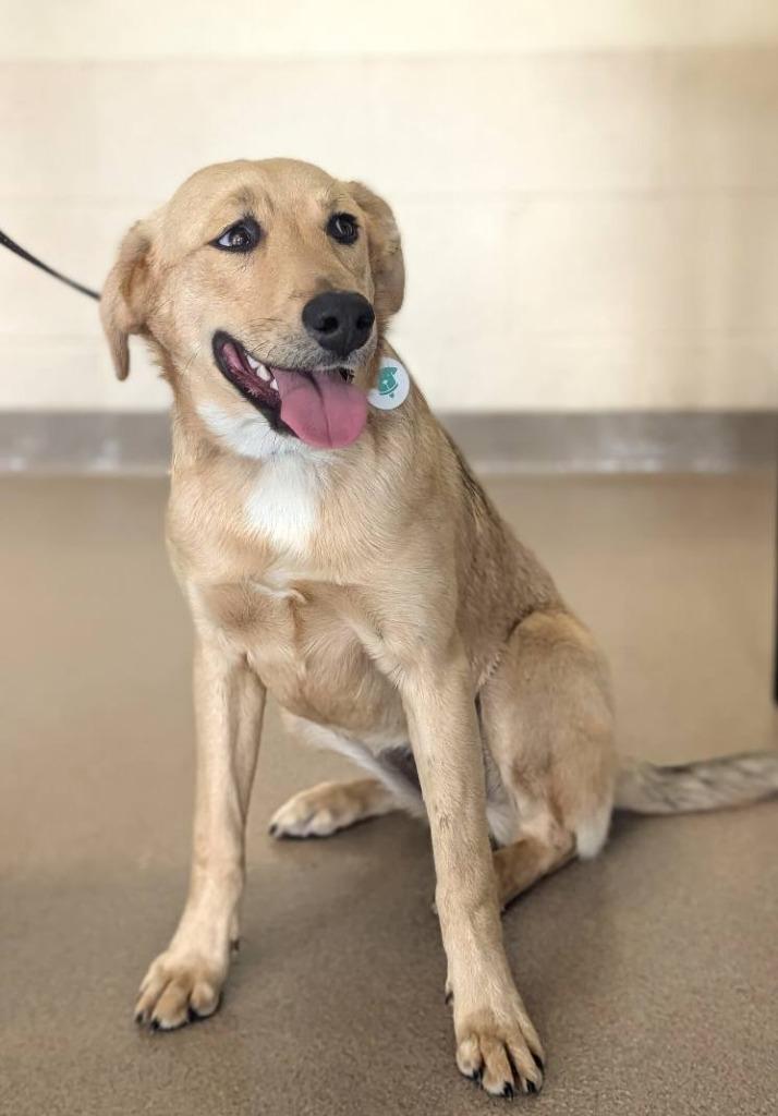 Bella, Adoptable, Puppy Female Anatolian Shepherd & Hound.