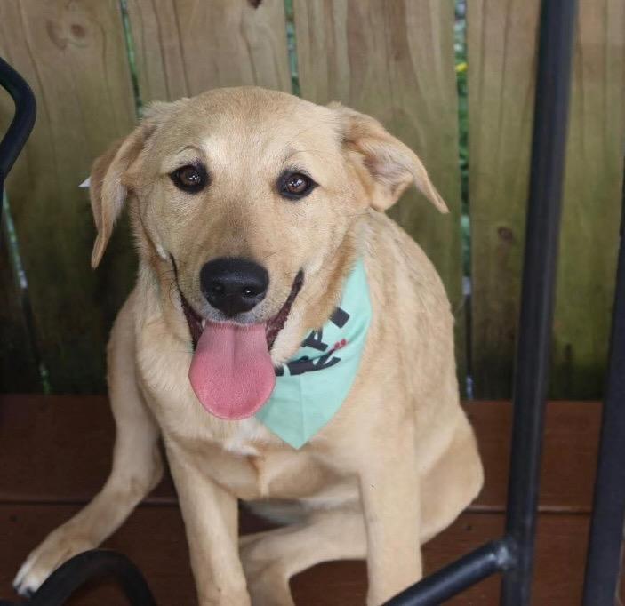 Enlarge Bella, a Adoptable mixed breed in North Syracuse, NY image 2/3