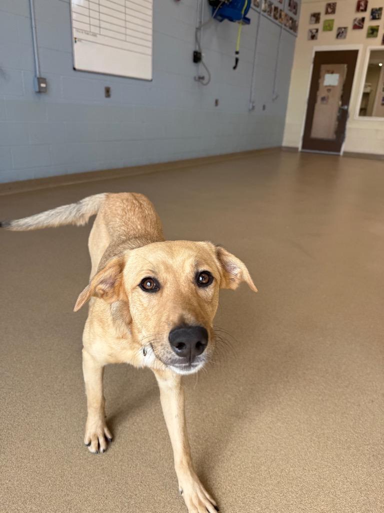 Bella, a Adoptable mixed breed in North Syracuse, NY image 3/6