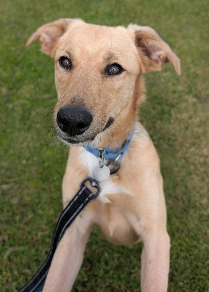 Bella, a Adoptable mixed breed in North Syracuse, NY image 4/6