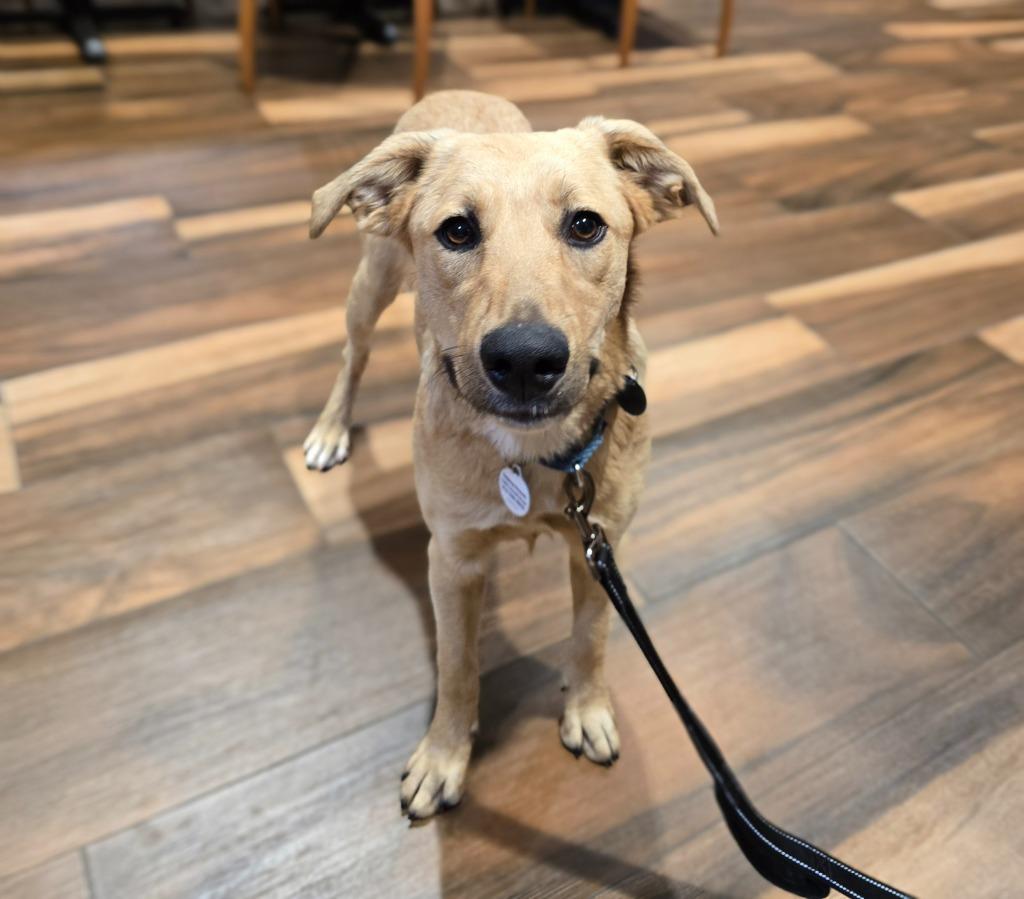 Enlarge Bella, a Adoptable mixed breed in North Syracuse, NY image 3/3