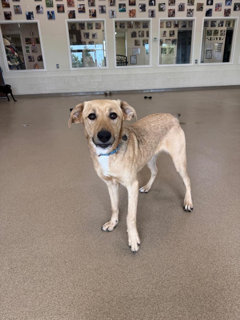Bella, a Adoptable mixed breed in North Syracuse, NY image 6/6