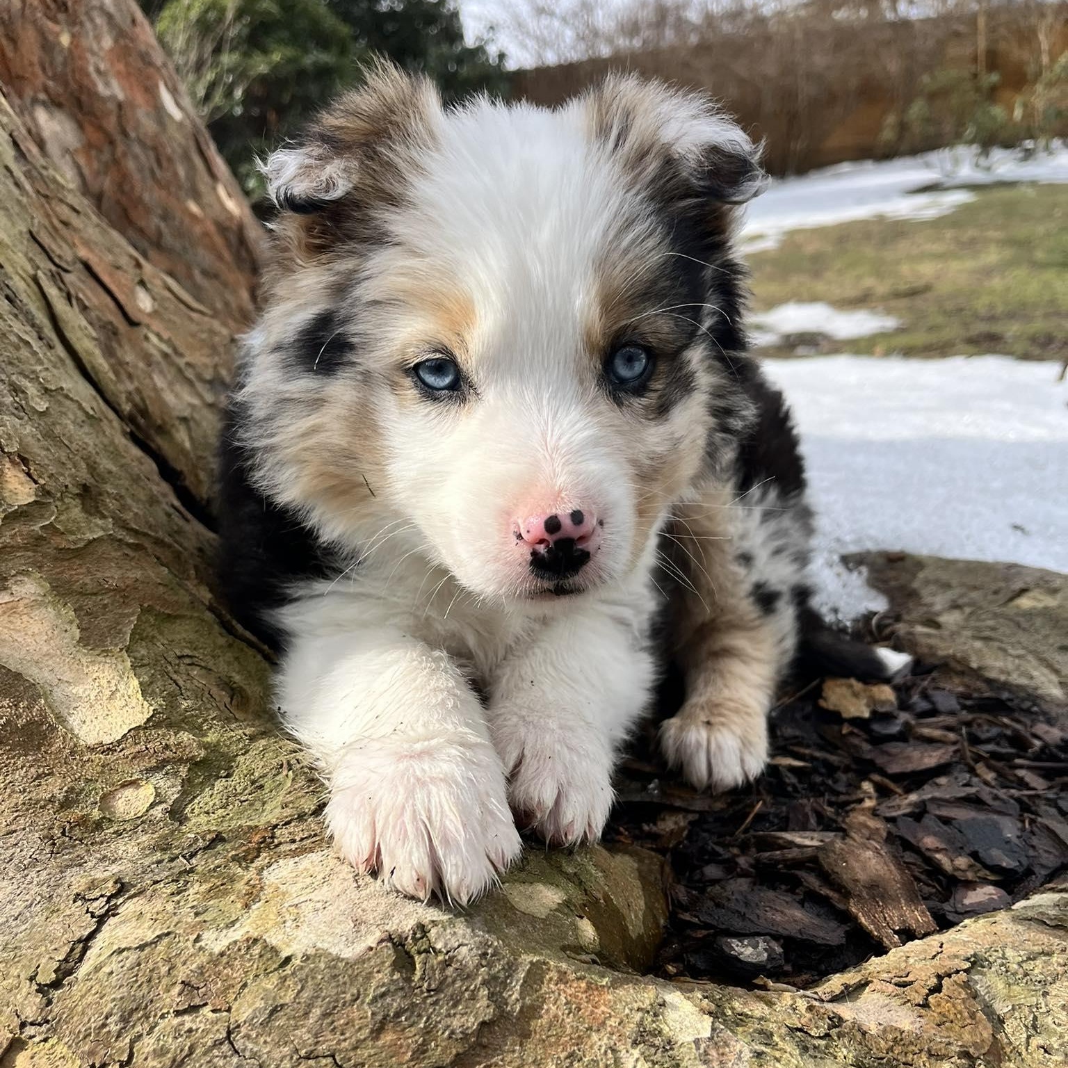Georgie, Adoptable, Young Male Australian Shepherd.