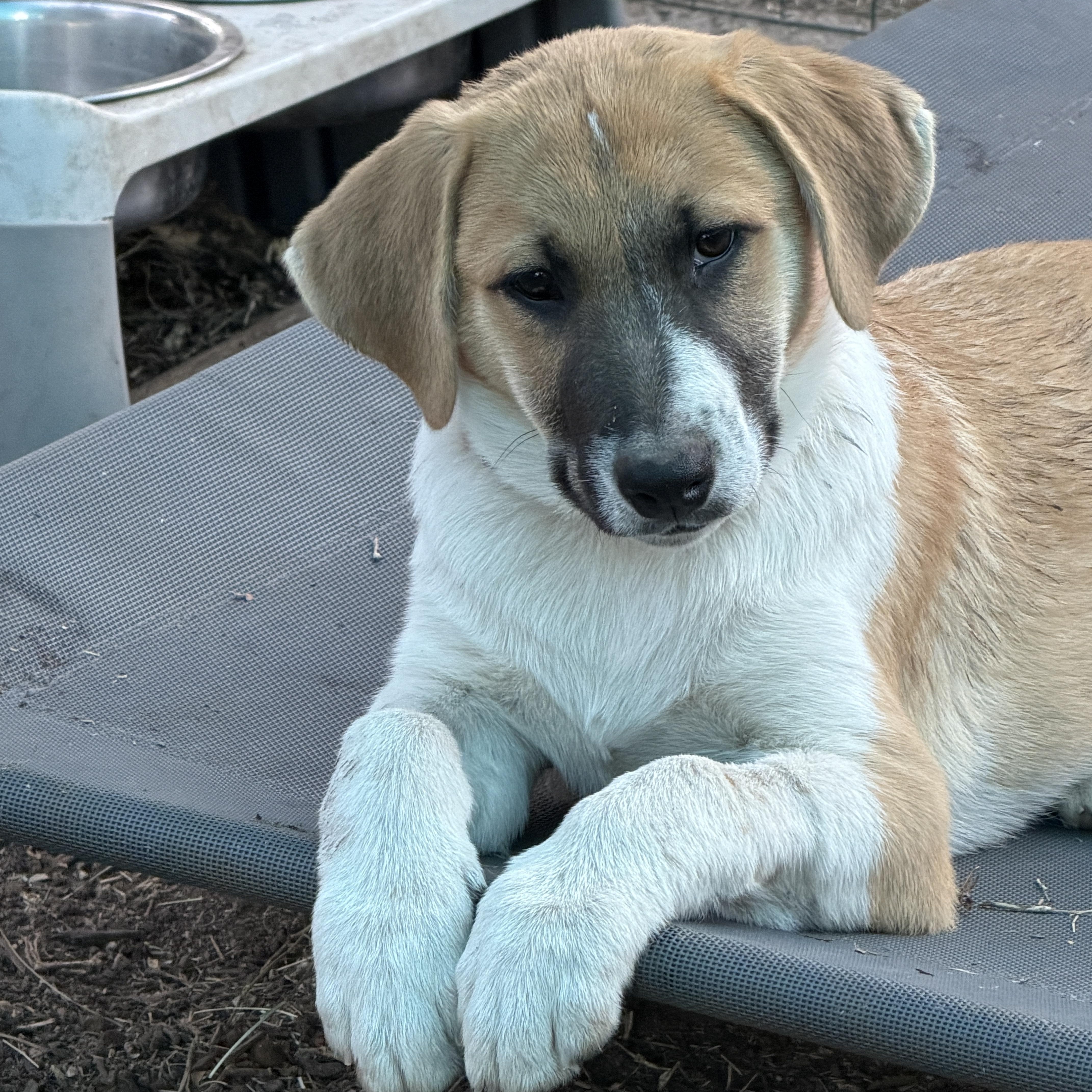 Enlarge Etzl, an adopted mixed breed in Gilbert, AZ image 2/5
