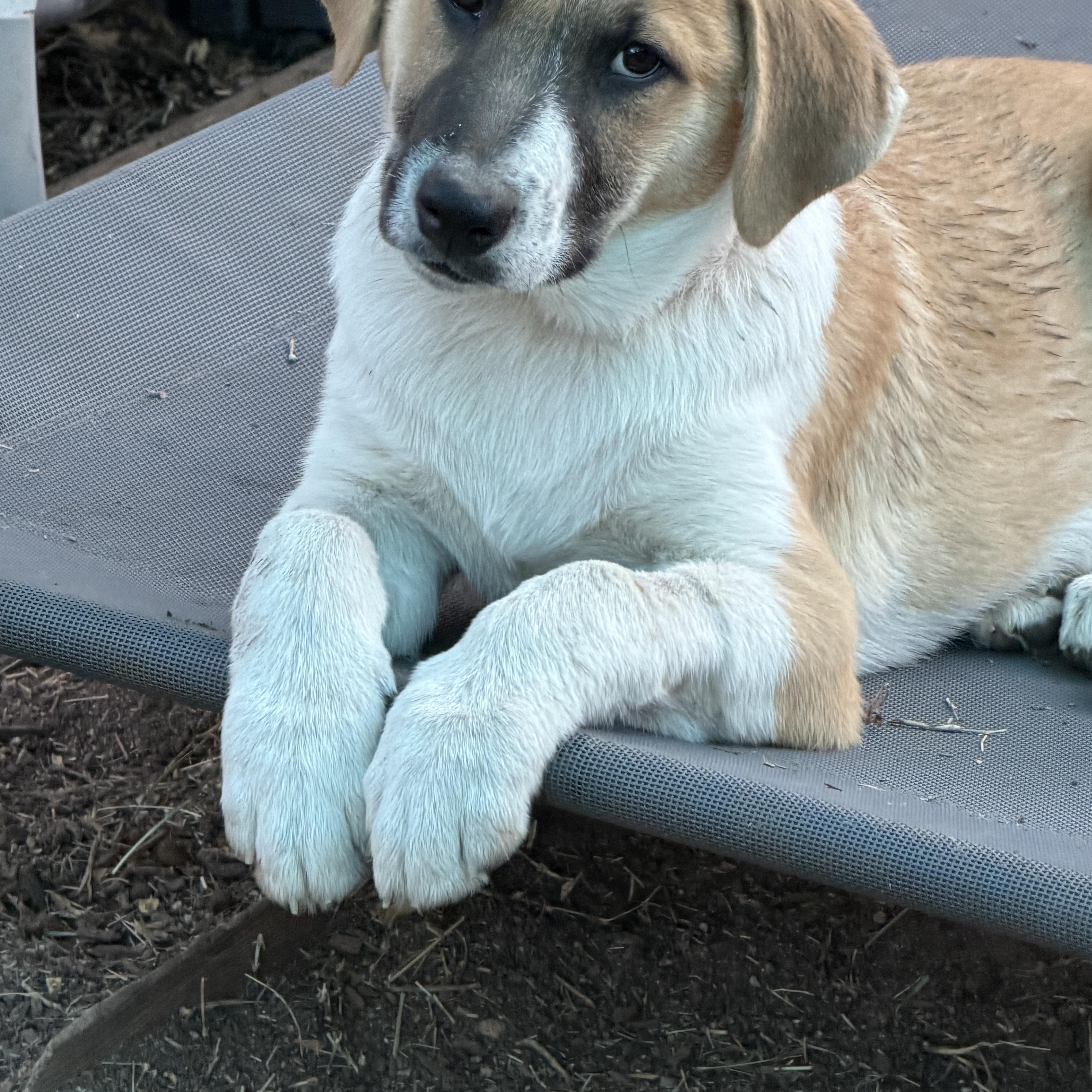Enlarge Etzl, an adopted mixed breed in Gilbert, AZ image 3/5