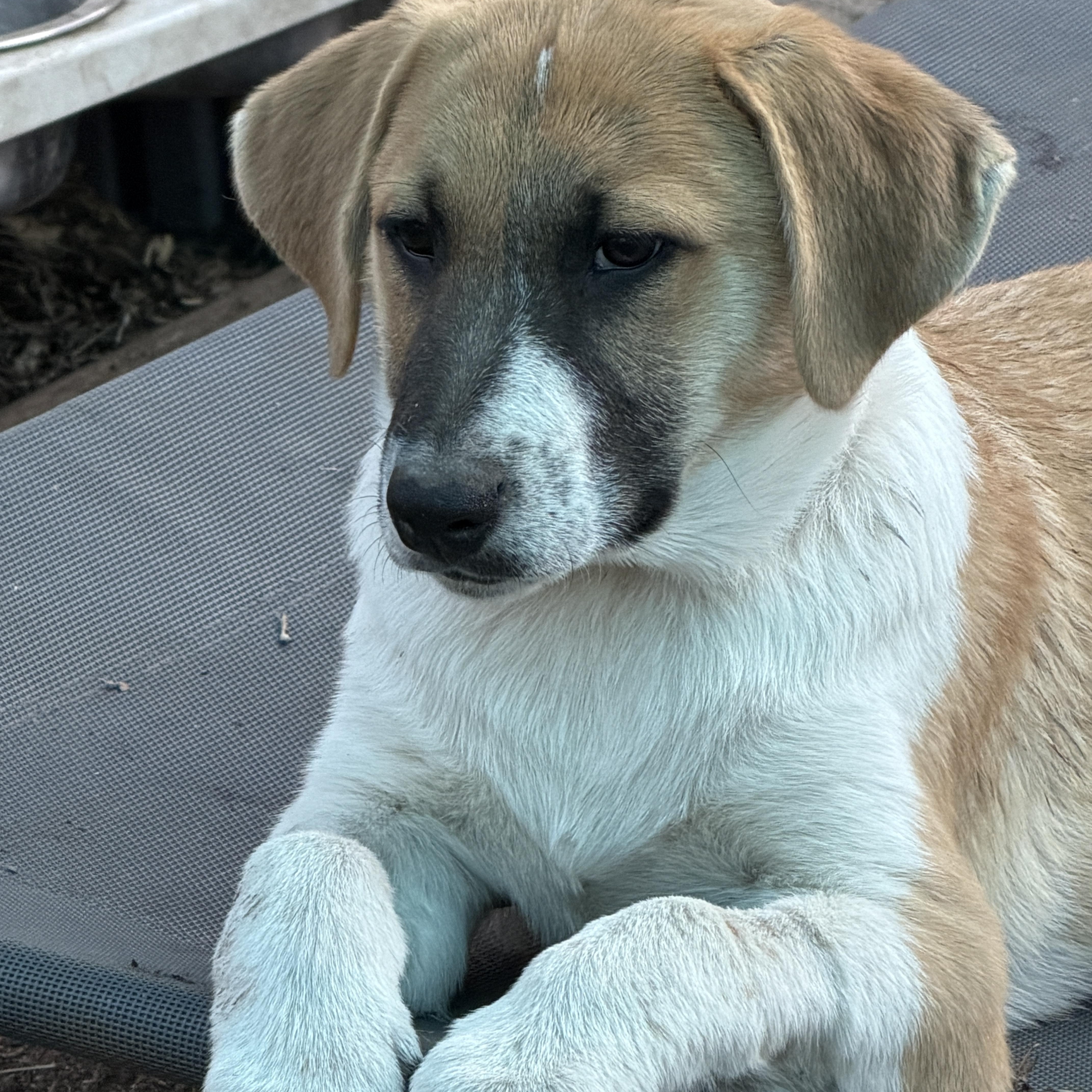 Enlarge Etzl, an adopted mixed breed in Gilbert, AZ image 1/5