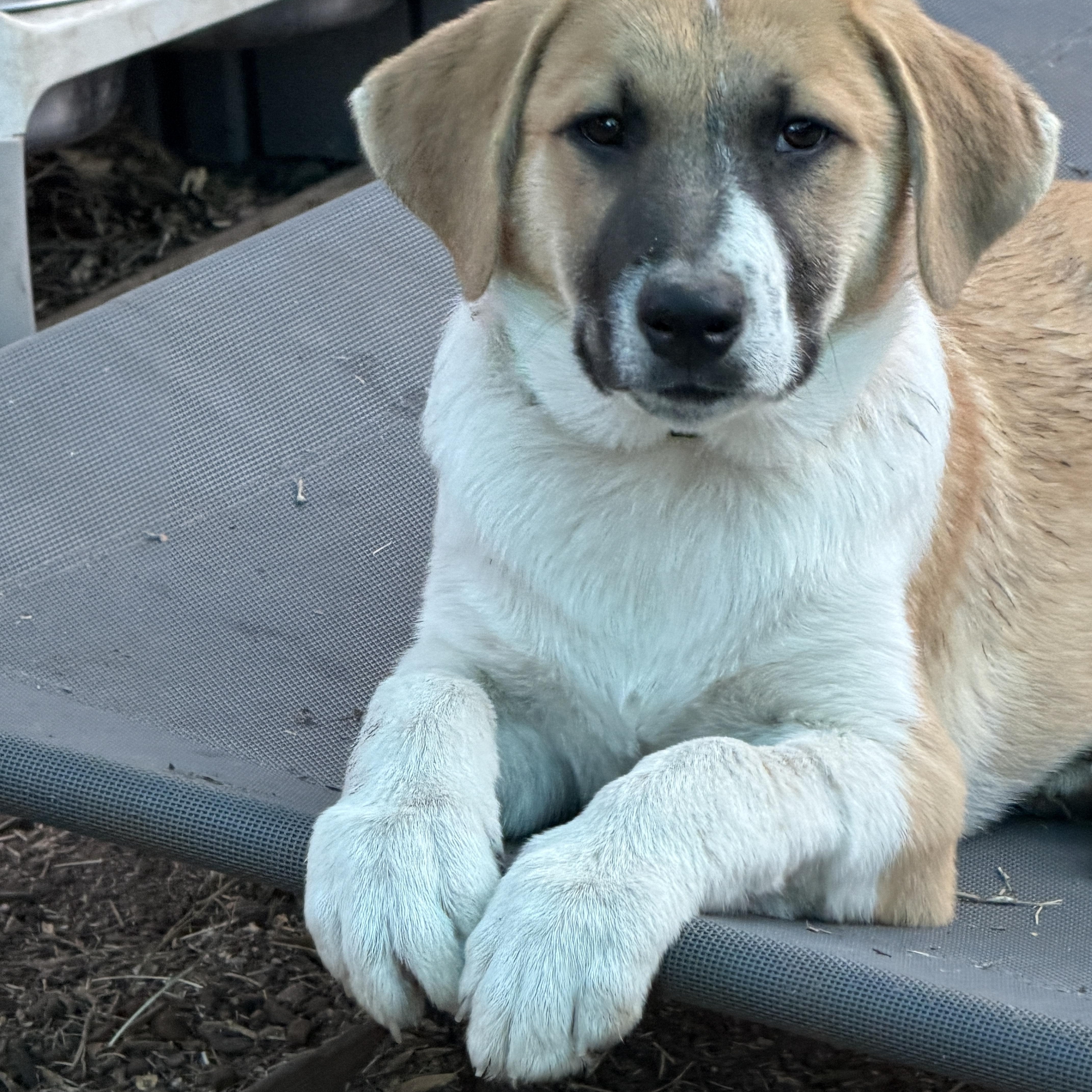Enlarge Etzl, an adopted mixed breed in Gilbert, AZ image 5/5