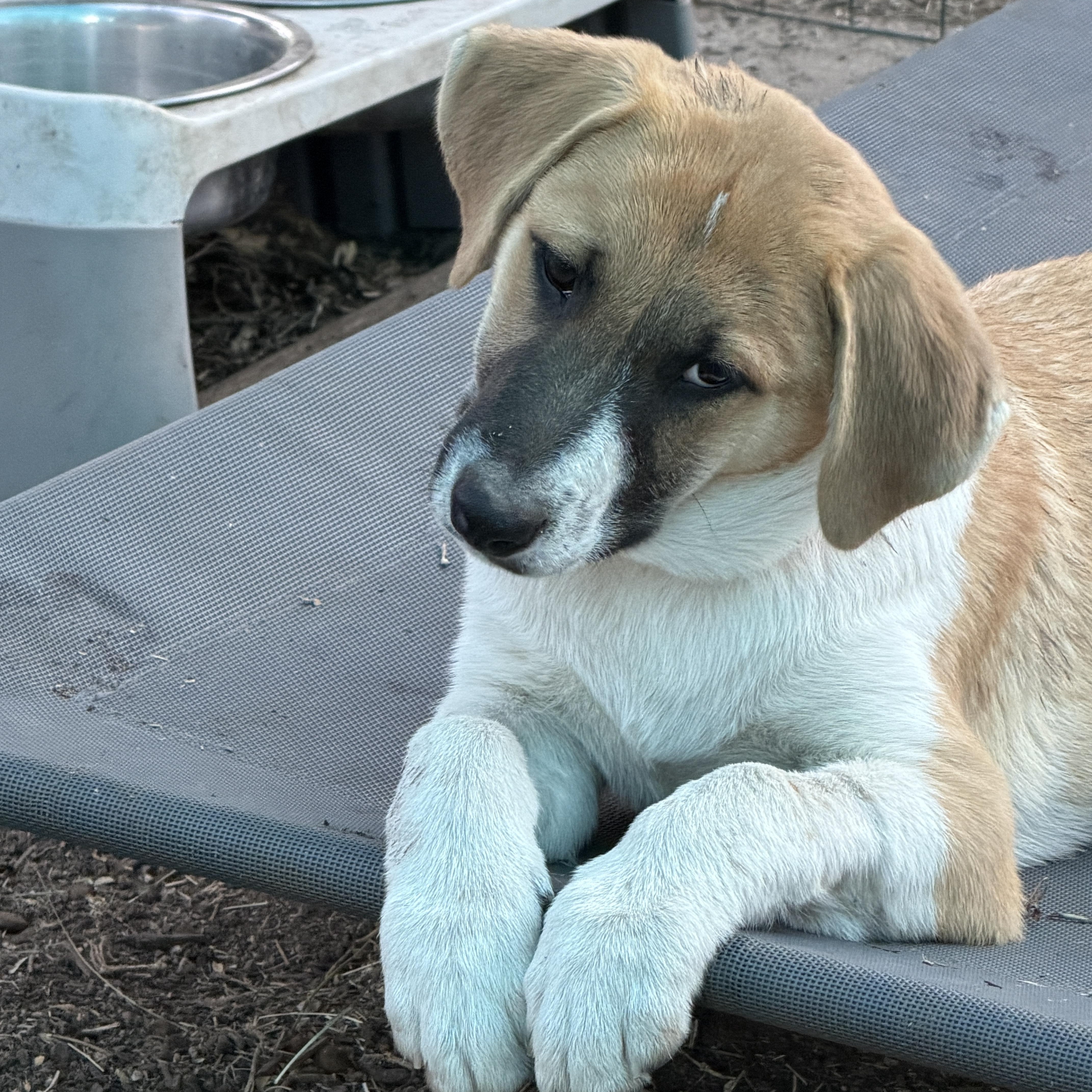 Enlarge Etzl, an adopted mixed breed in Gilbert, AZ image 4/5