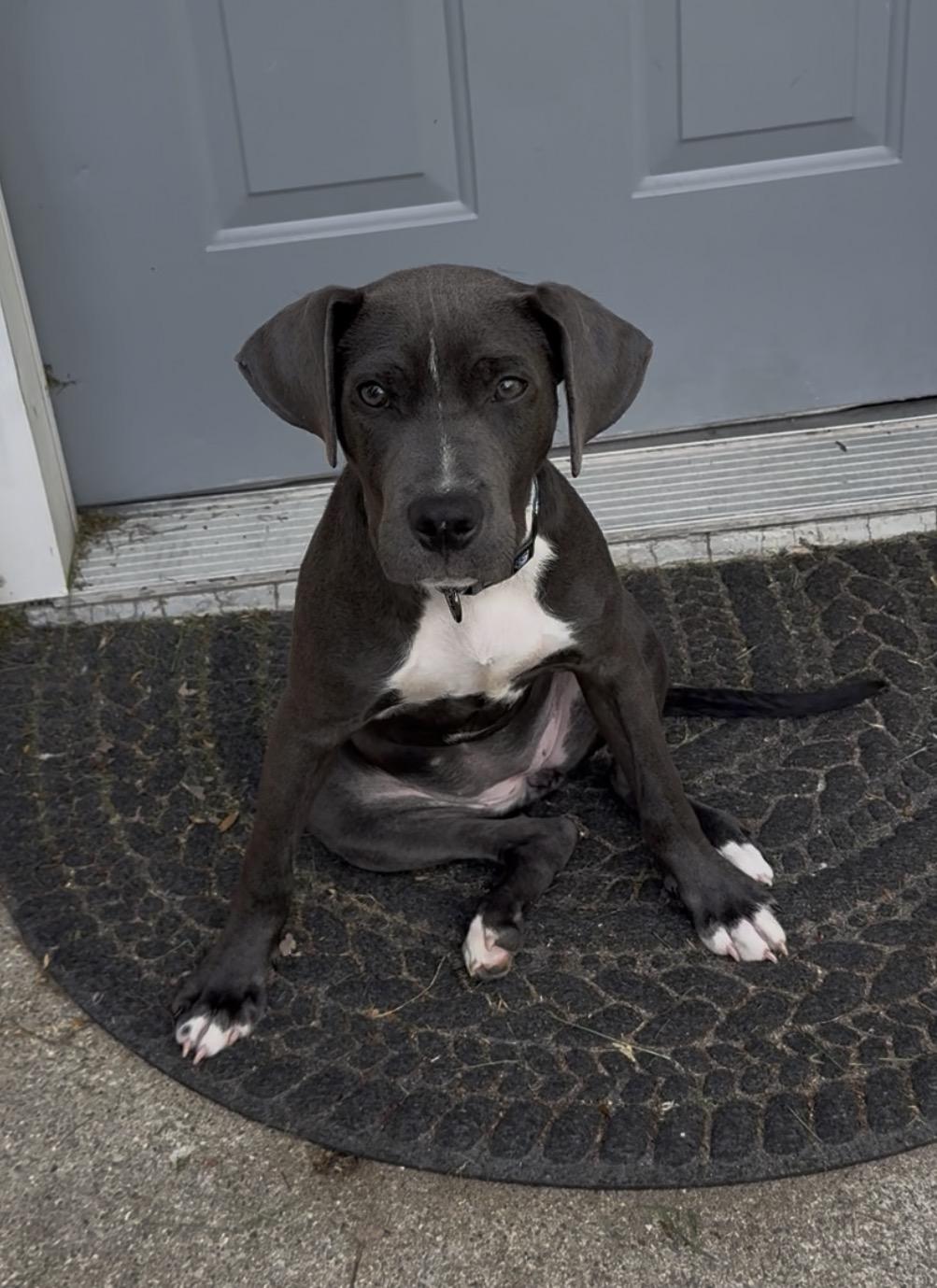 Enlarge Skye, an adopted mixed breed in INDIANAPOLIS, IN image 5/6