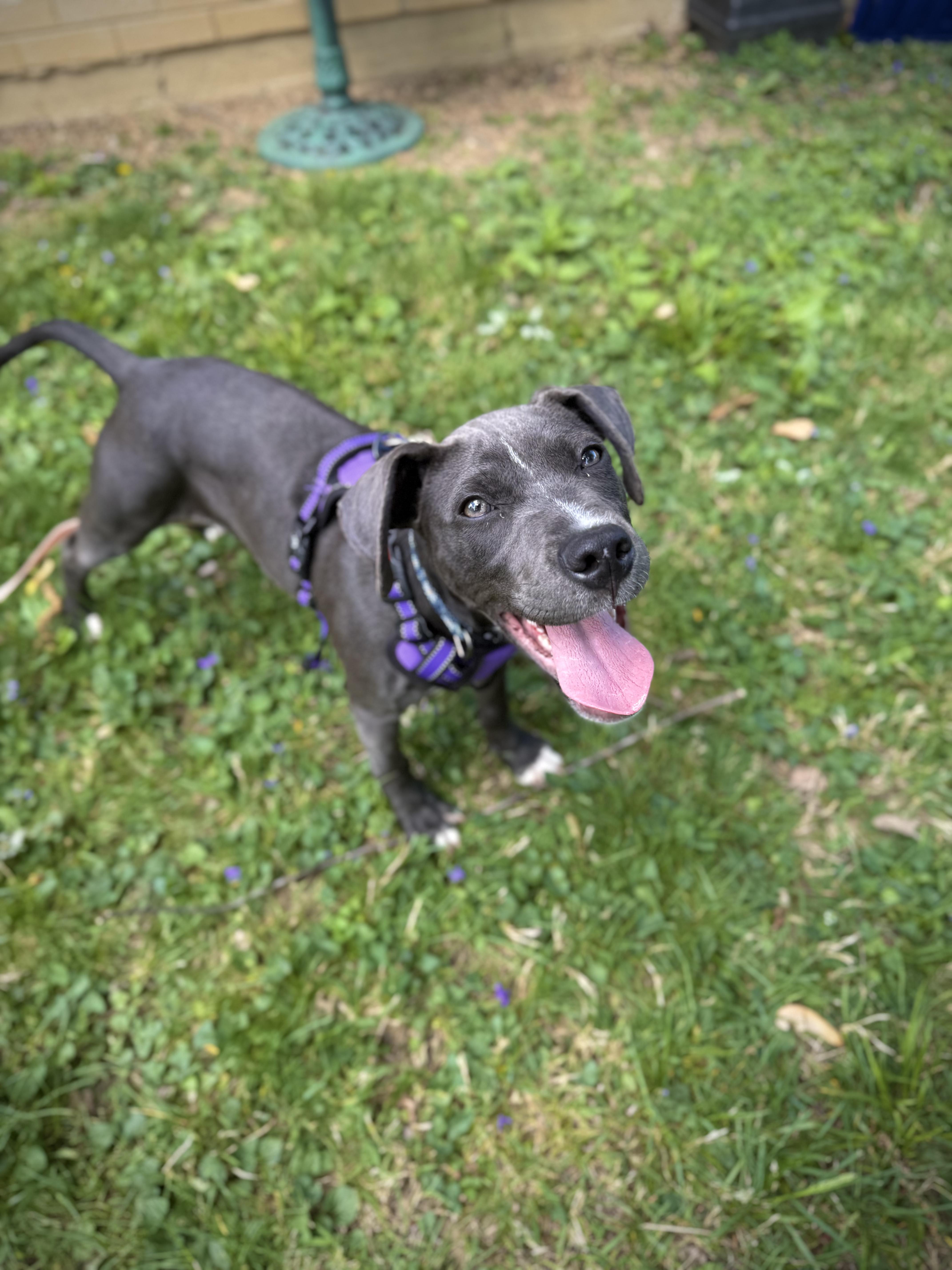Enlarge Skye, an adopted mixed breed in INDIANAPOLIS, IN image 3/6