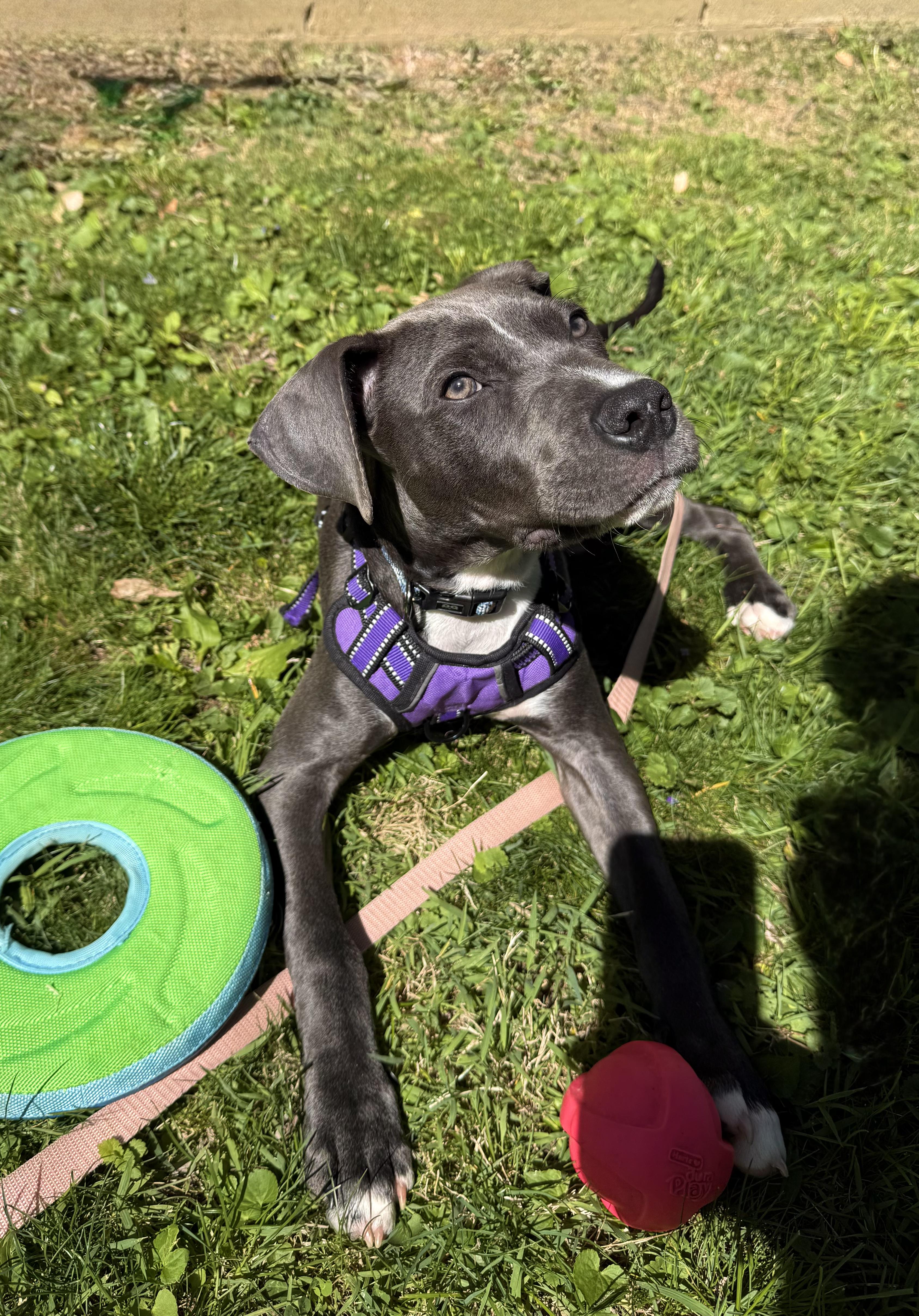 Enlarge Skye, an adopted mixed breed in INDIANAPOLIS, IN image 2/6
