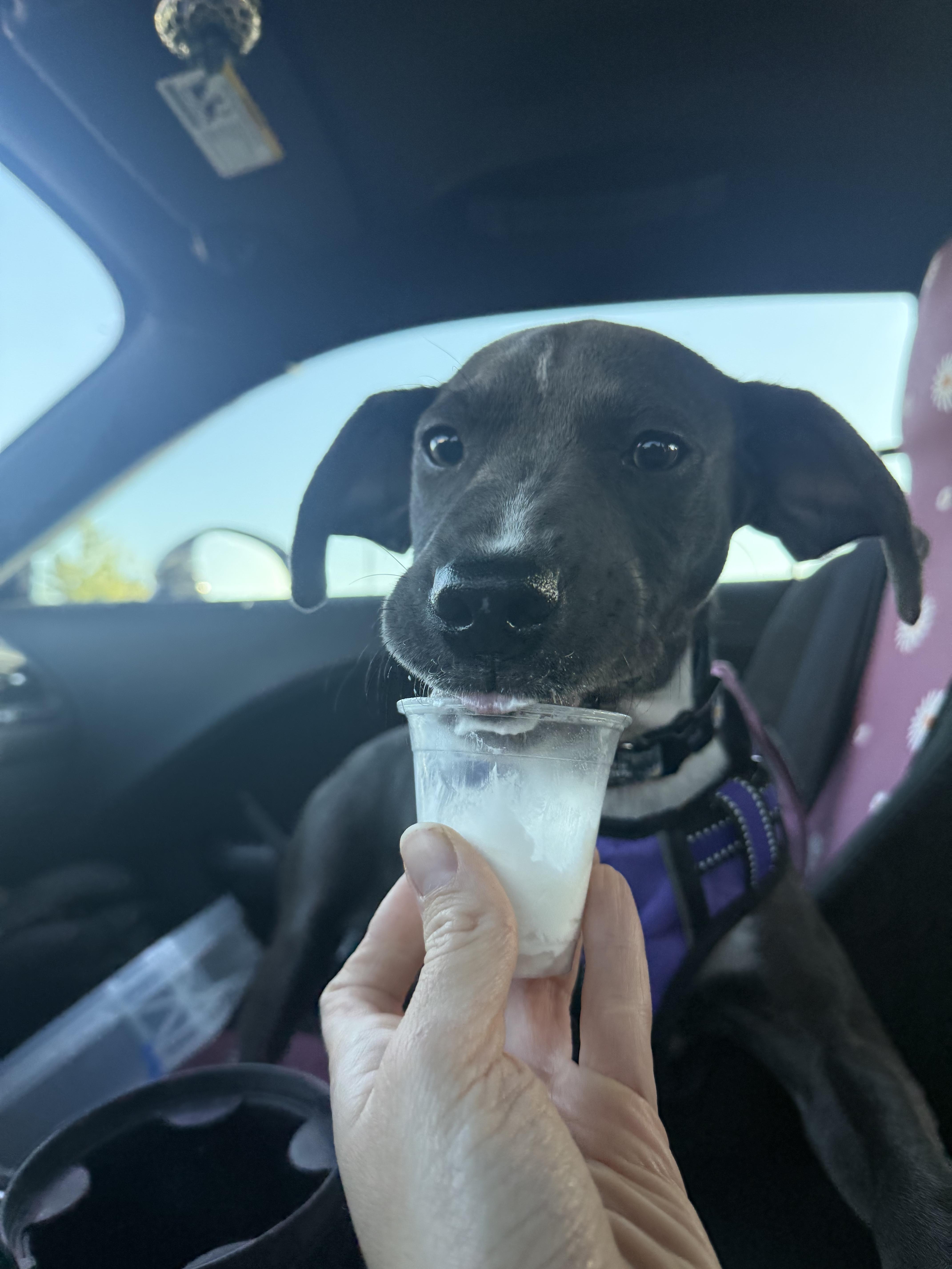 Enlarge Skye, an adopted mixed breed in INDIANAPOLIS, IN image 6/6