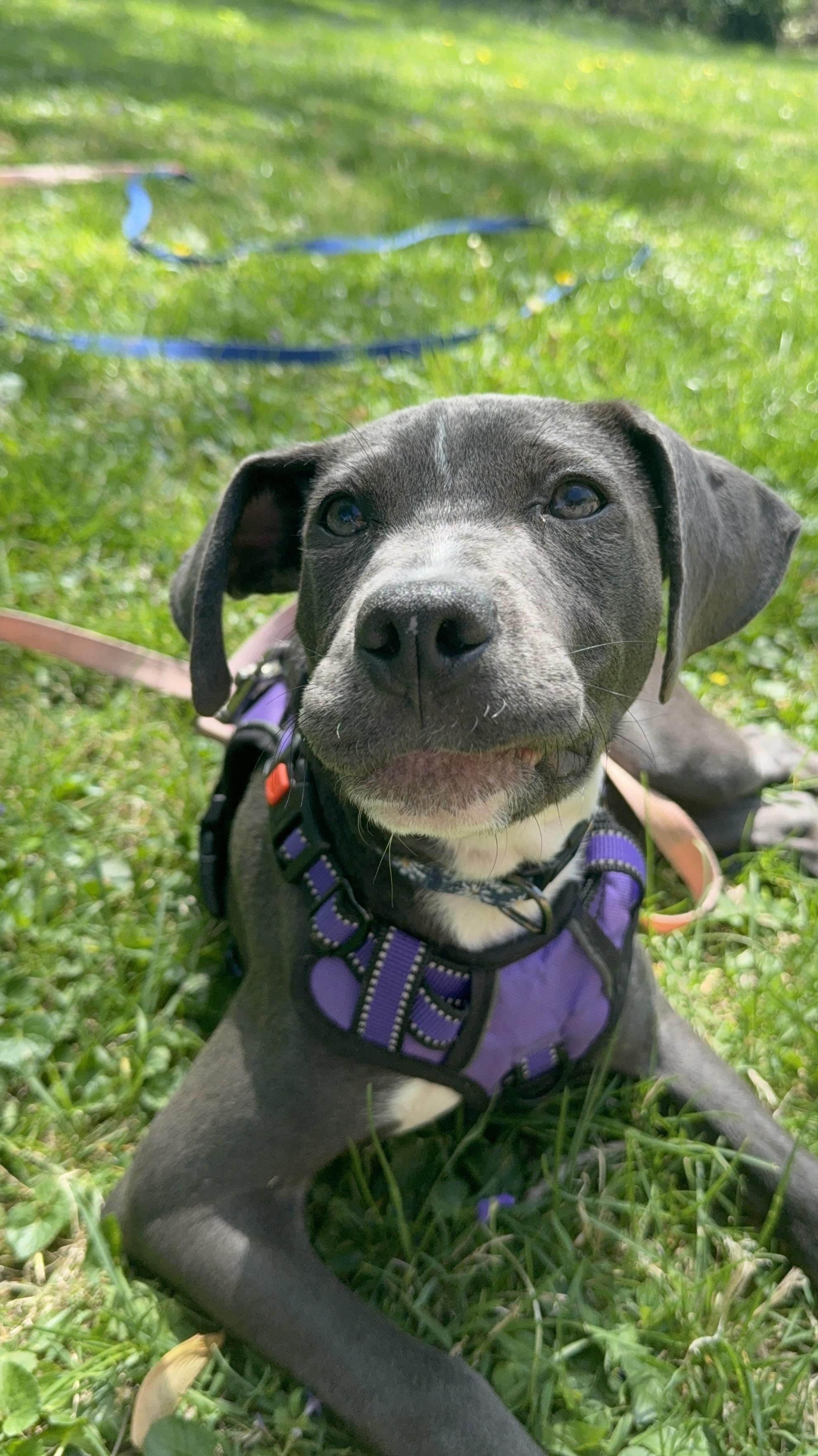 Enlarge Skye, an adopted mixed breed in INDIANAPOLIS, IN image 4/6
