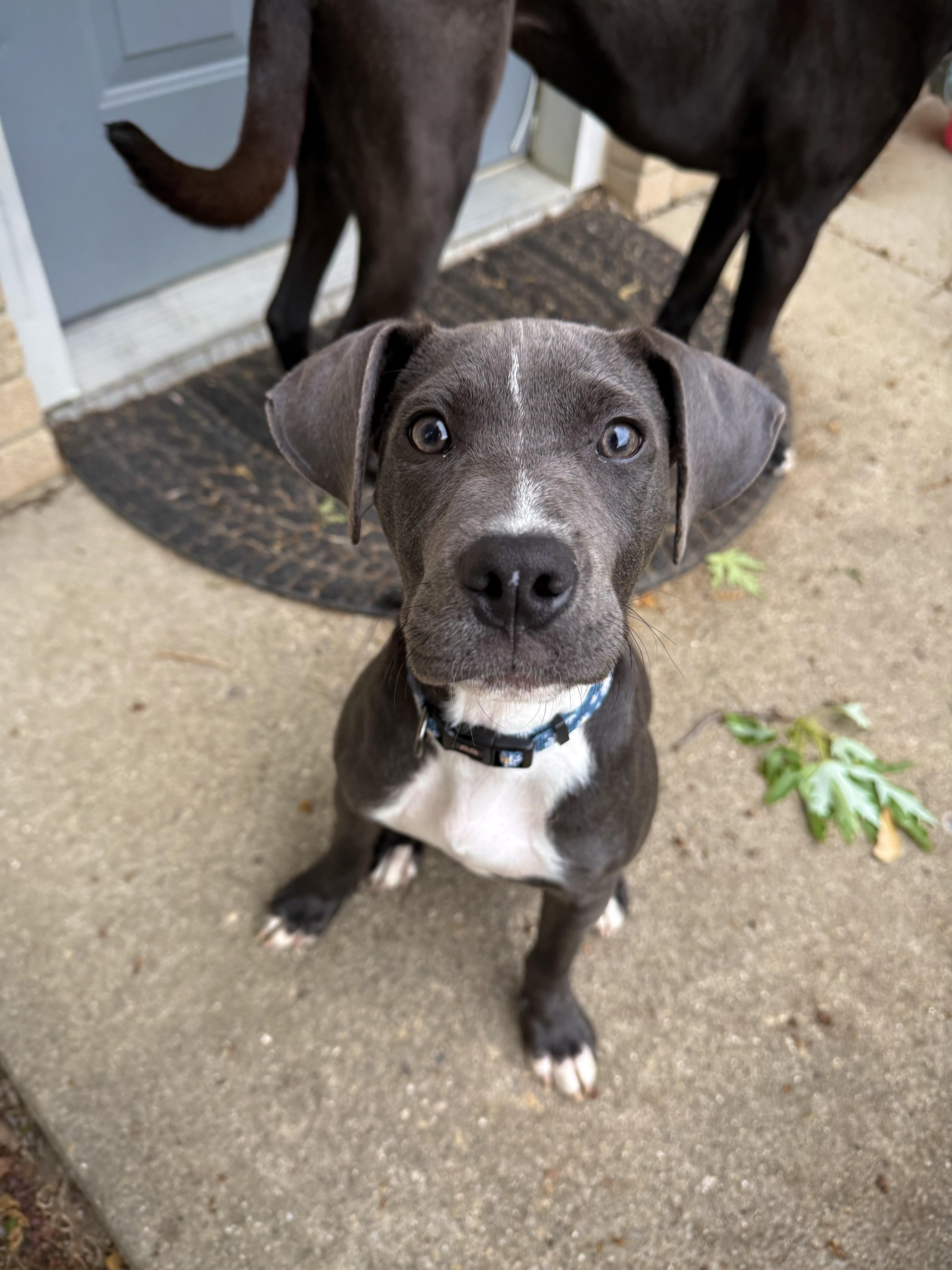 Enlarge Skye, an adopted mixed breed in INDIANAPOLIS, IN image 1/6