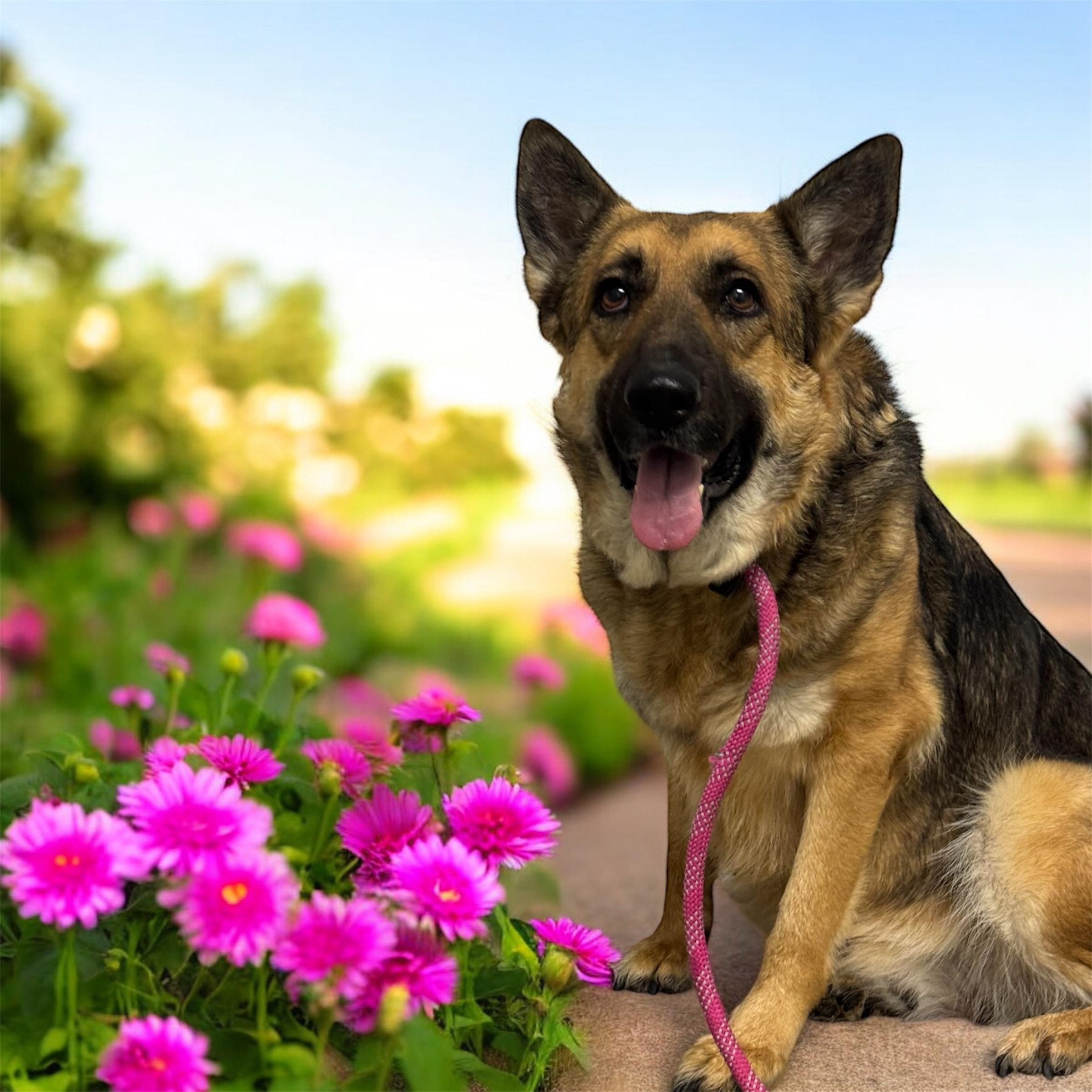 Sage — thumbnail 4