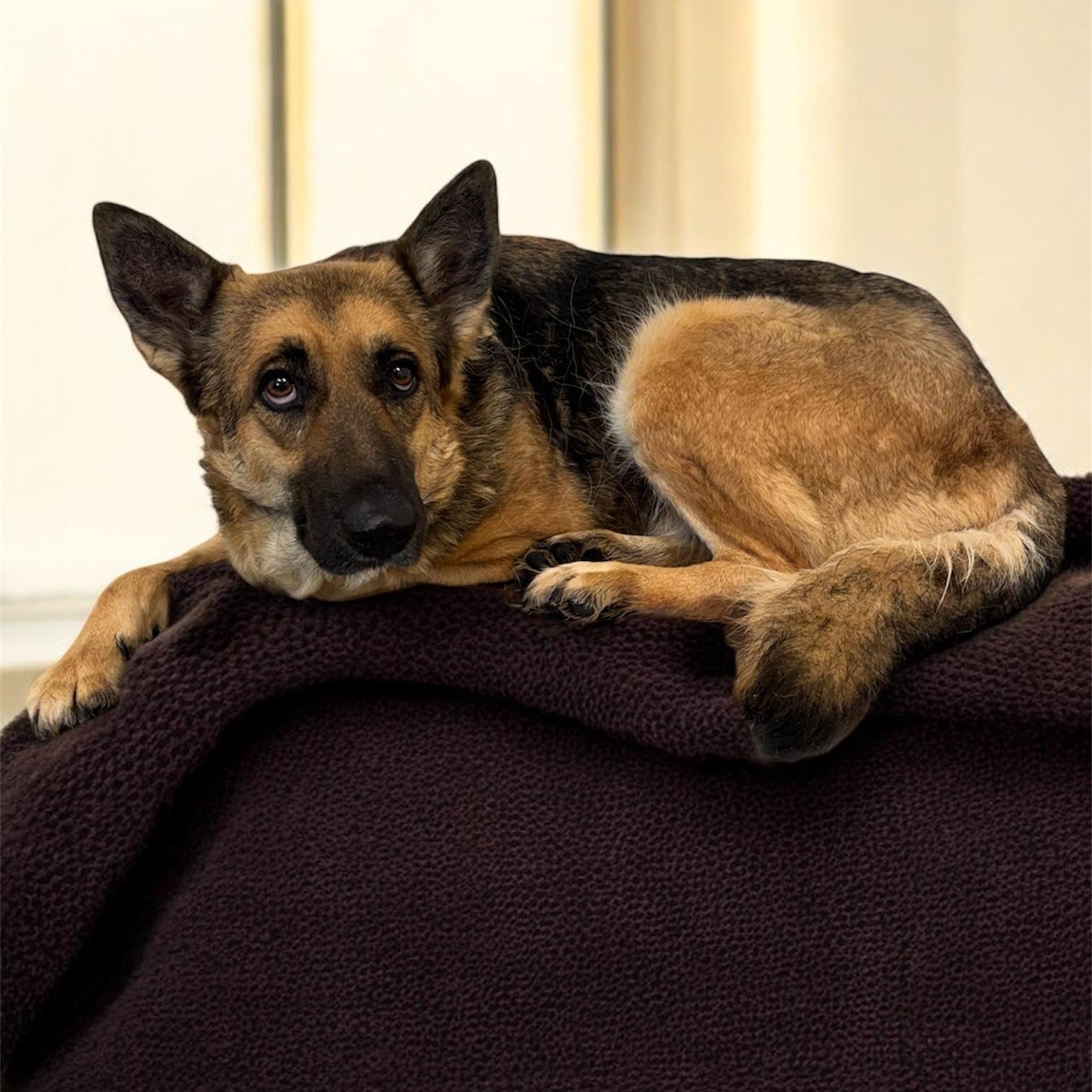 Sage — thumbnail 5