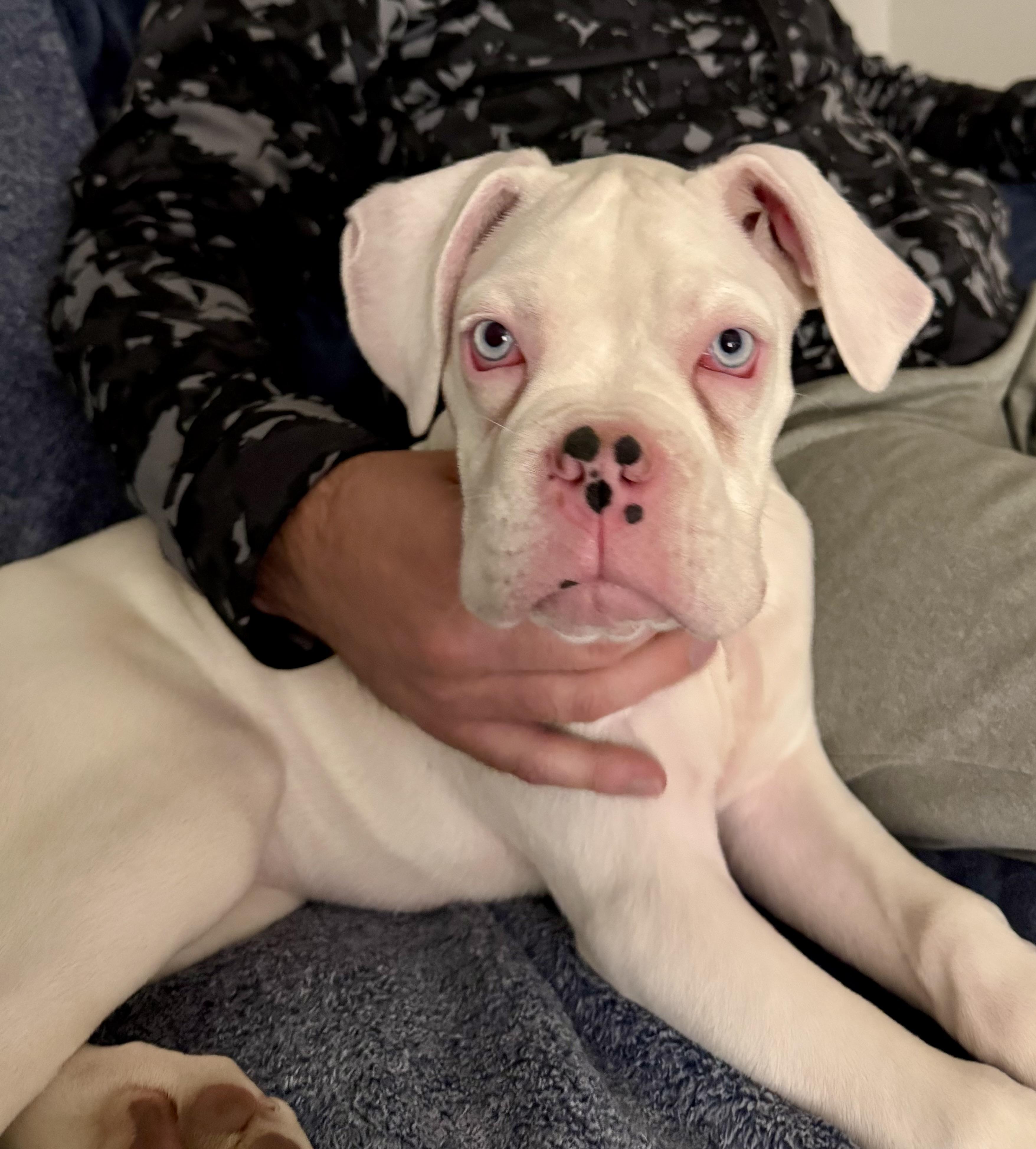 Enlarge Kilo, an adoptable Boxer in Flint , MI image 4/5