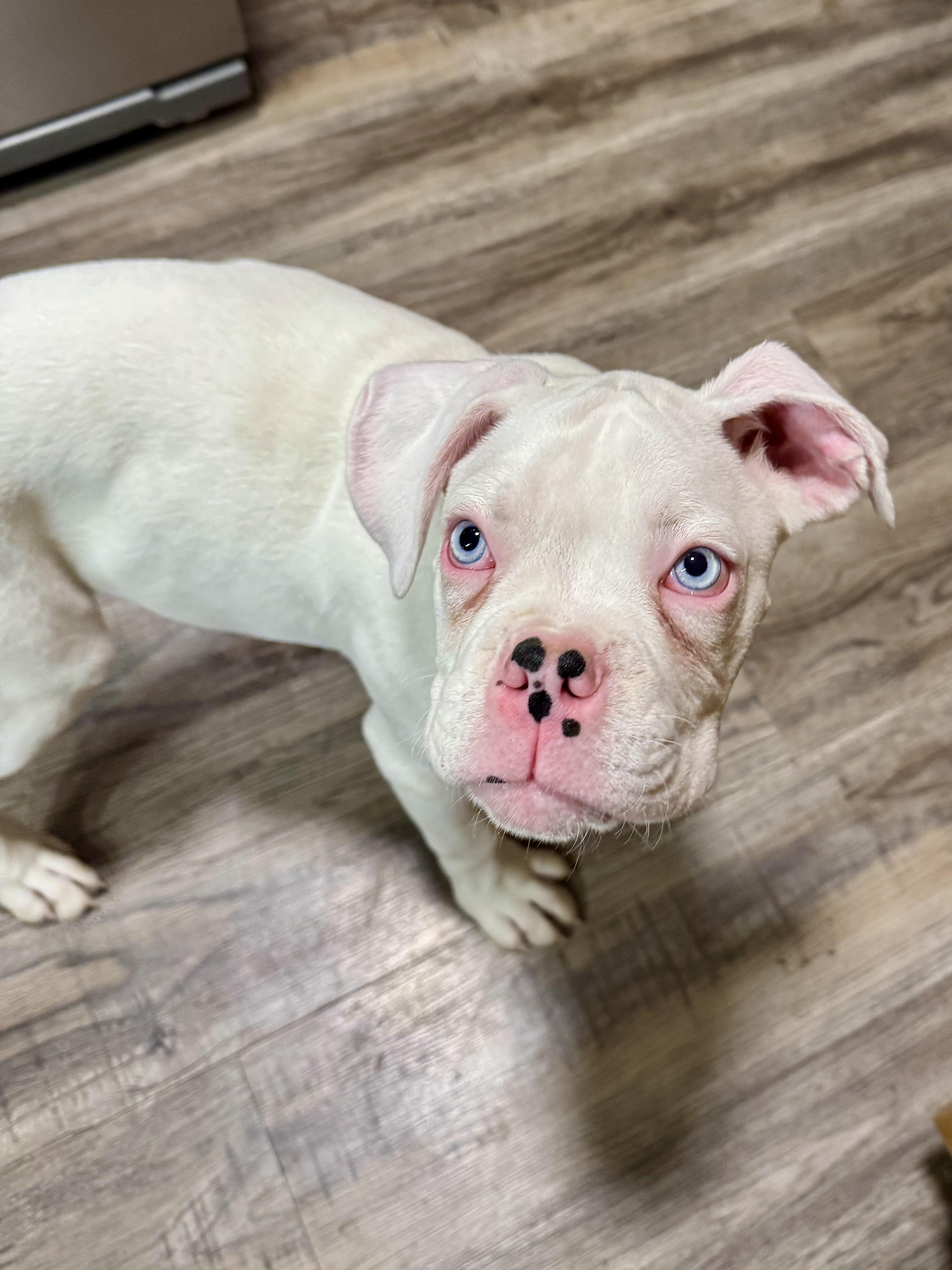 Enlarge Kilo, an adoptable Boxer in Flint , MI image 1/5