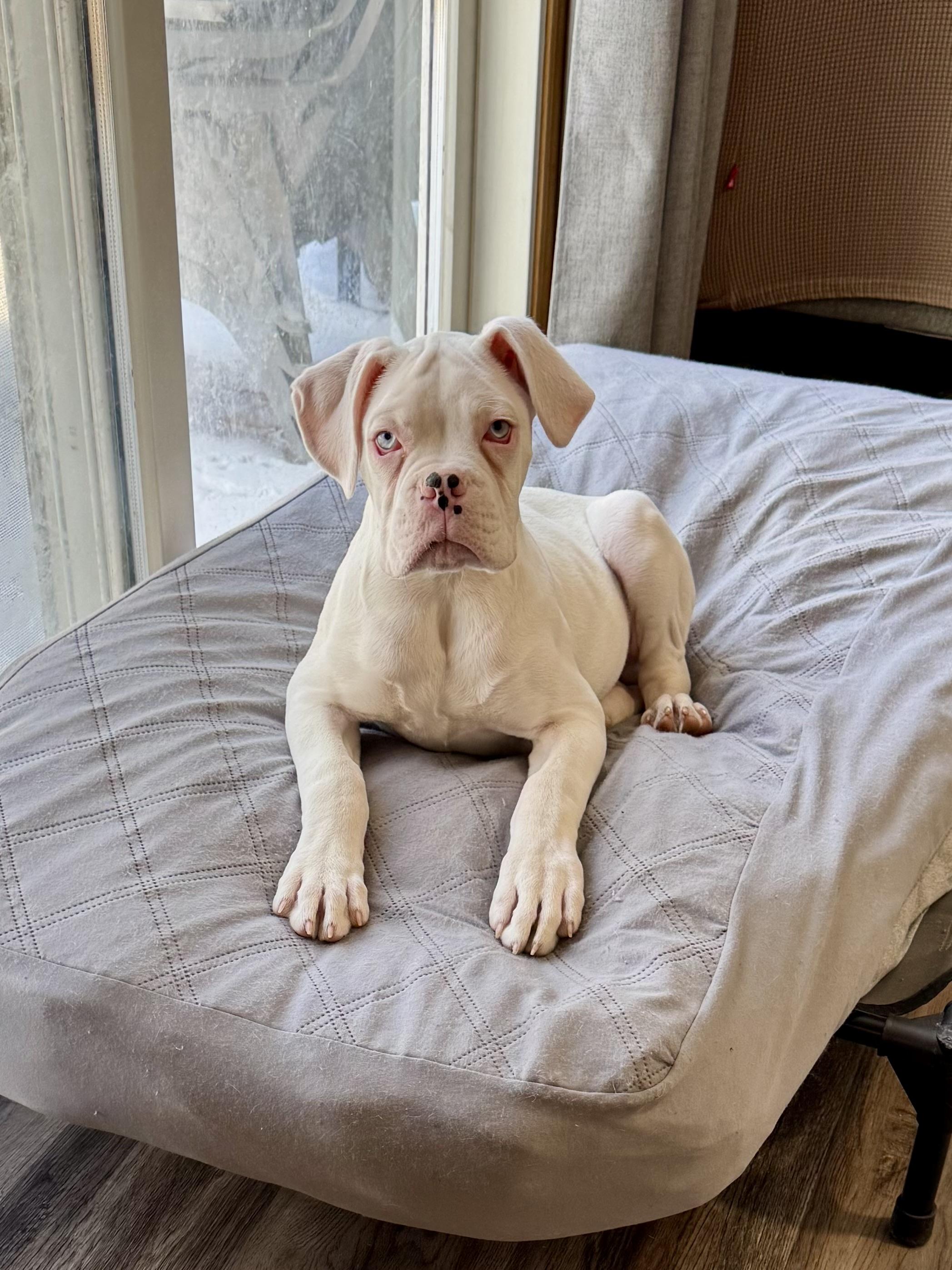 Enlarge Kilo, an adoptable Boxer in Flint , MI image 5/5