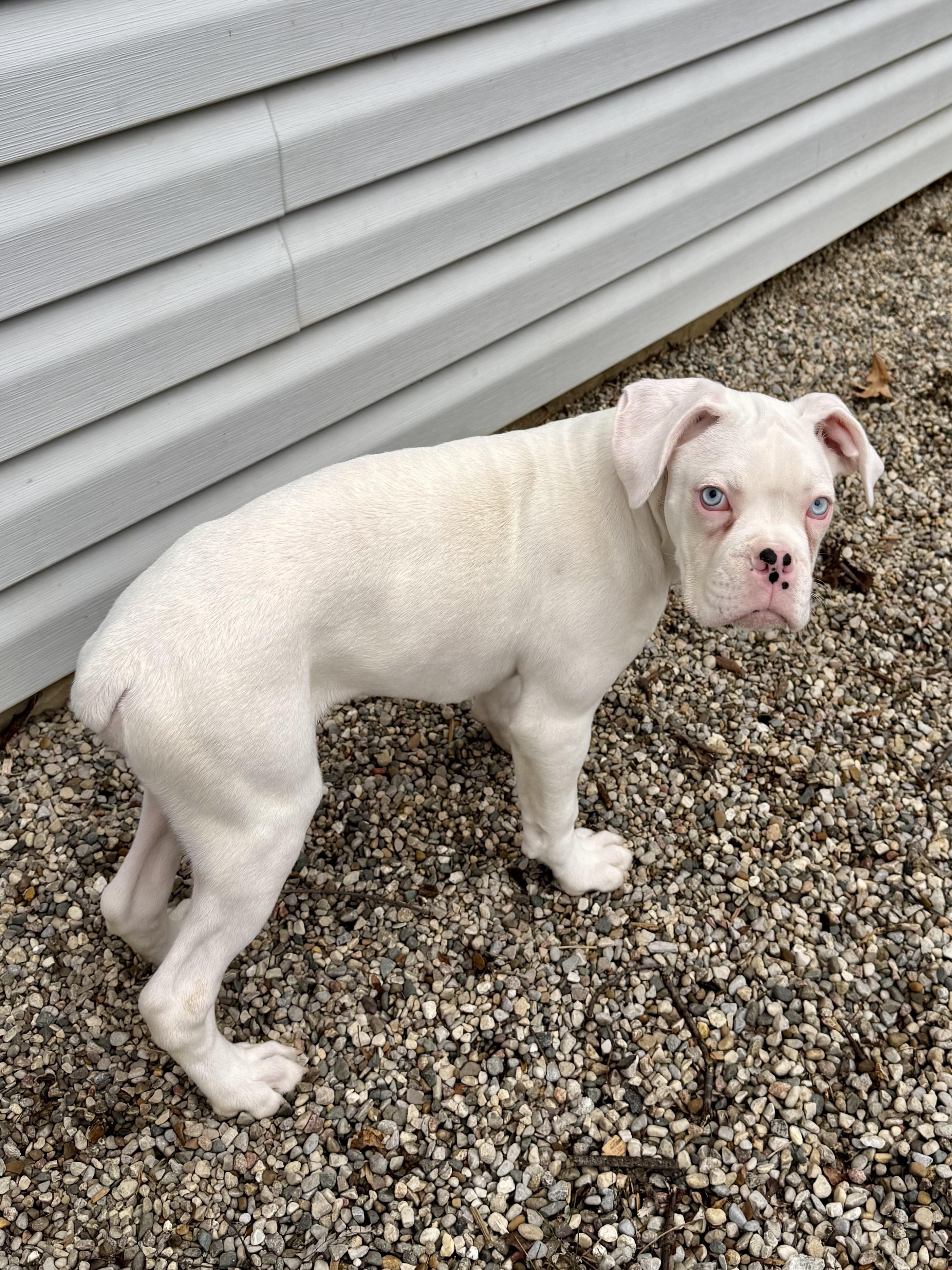 Enlarge Kilo, an adoptable Boxer in Flint , MI image 2/5