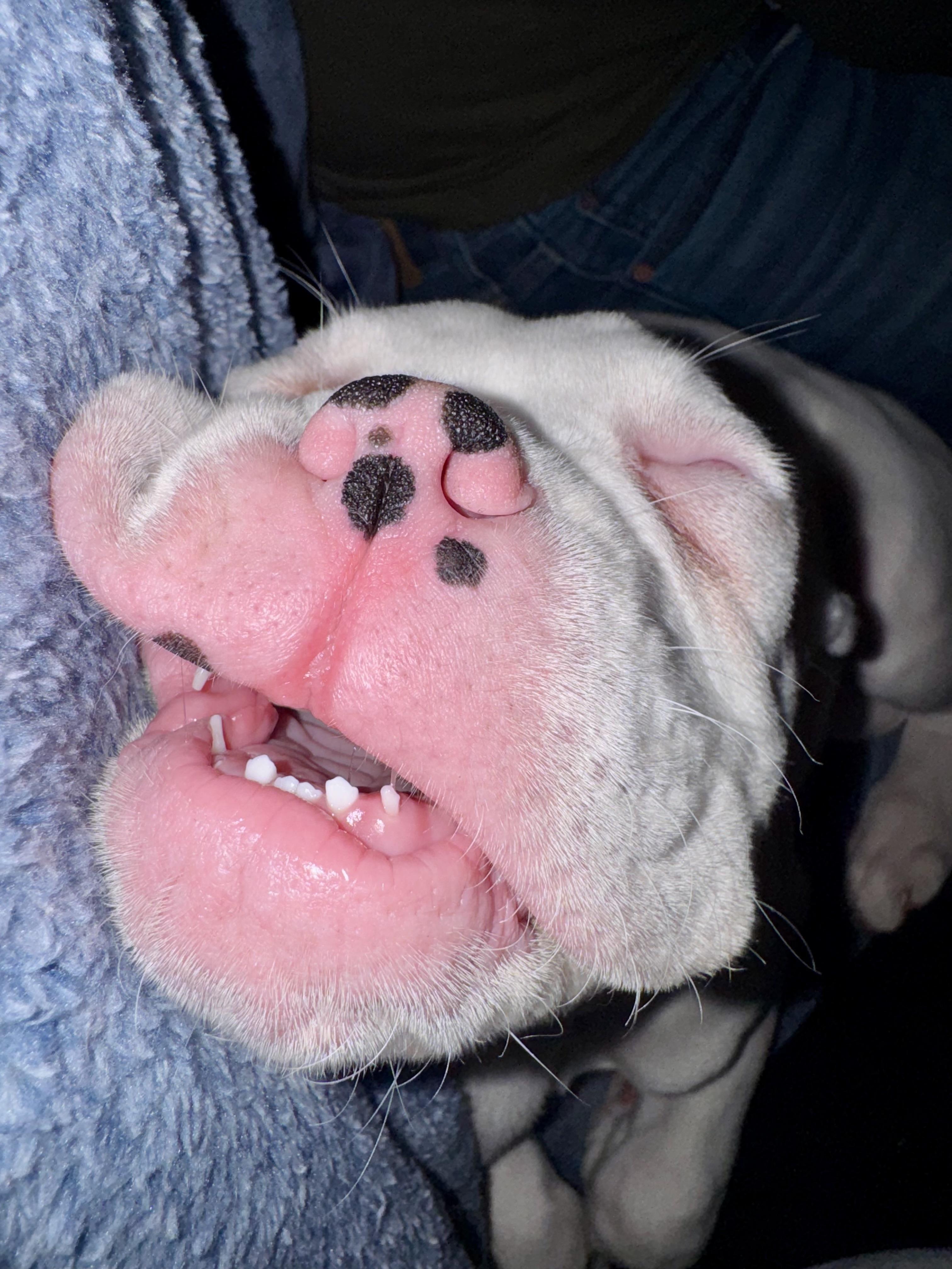 Enlarge Kilo, an adoptable Boxer in Flint , MI image 3/5