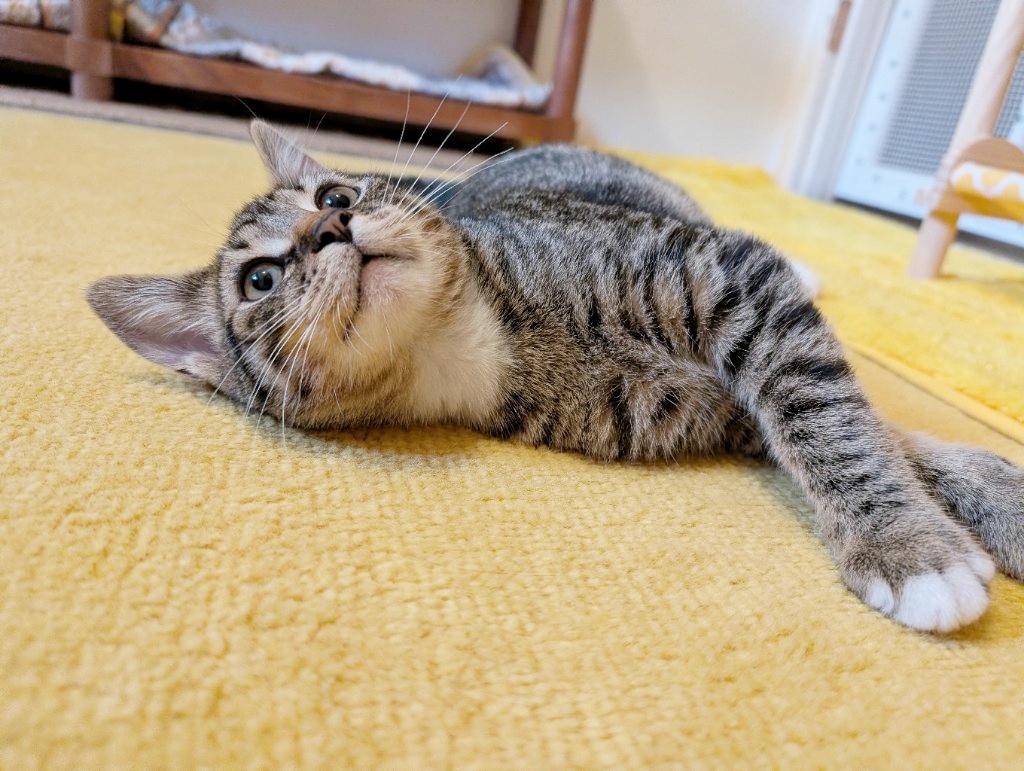 Enlarge Balakay, an adopted Domestic Short Hair in Beaverton, OR image 2/4