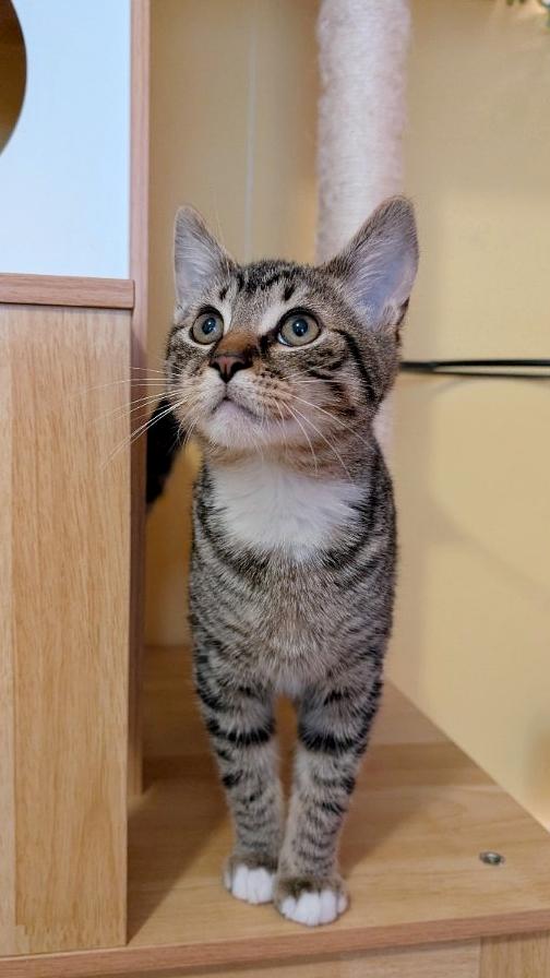 Enlarge Balakay, an adopted Domestic Short Hair in Beaverton, OR image 1/4