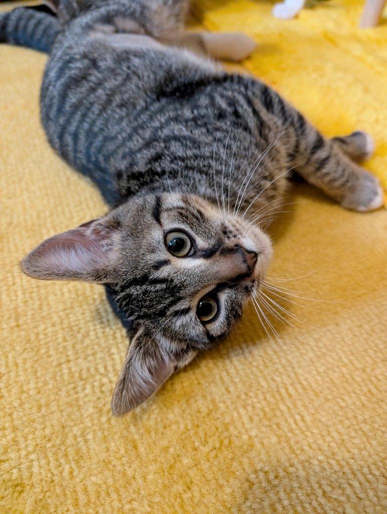 Enlarge Balakay, an adopted Domestic Short Hair in Beaverton, OR image 3/4