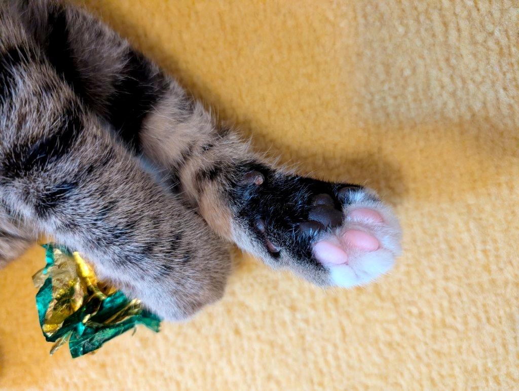 Enlarge Balakay, an adopted Domestic Short Hair in Beaverton, OR image 4/4