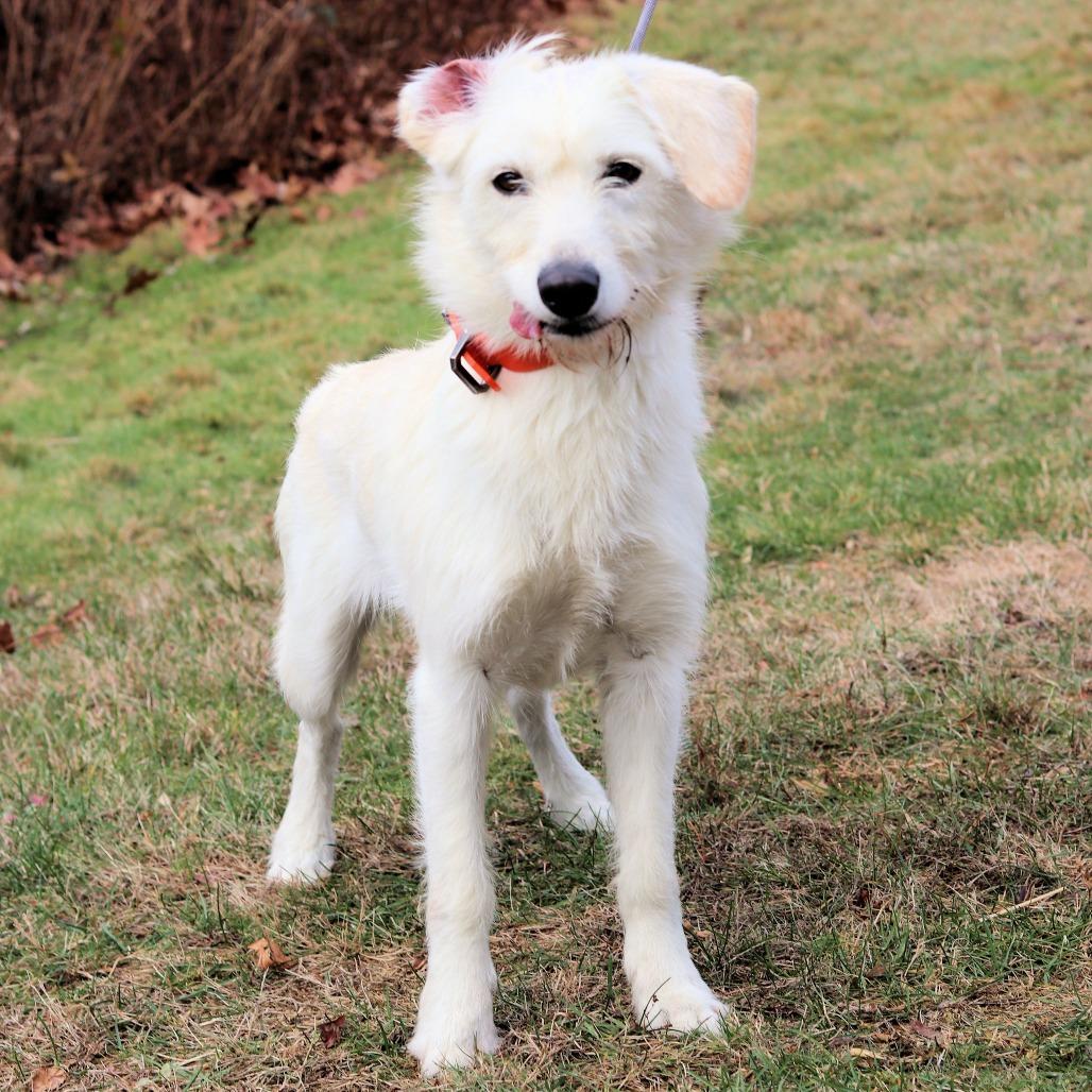 CT Sunny (Foster in Tolland, CT), Adoptable, Adult Female Standard Schnauzer & Mixed Breed.